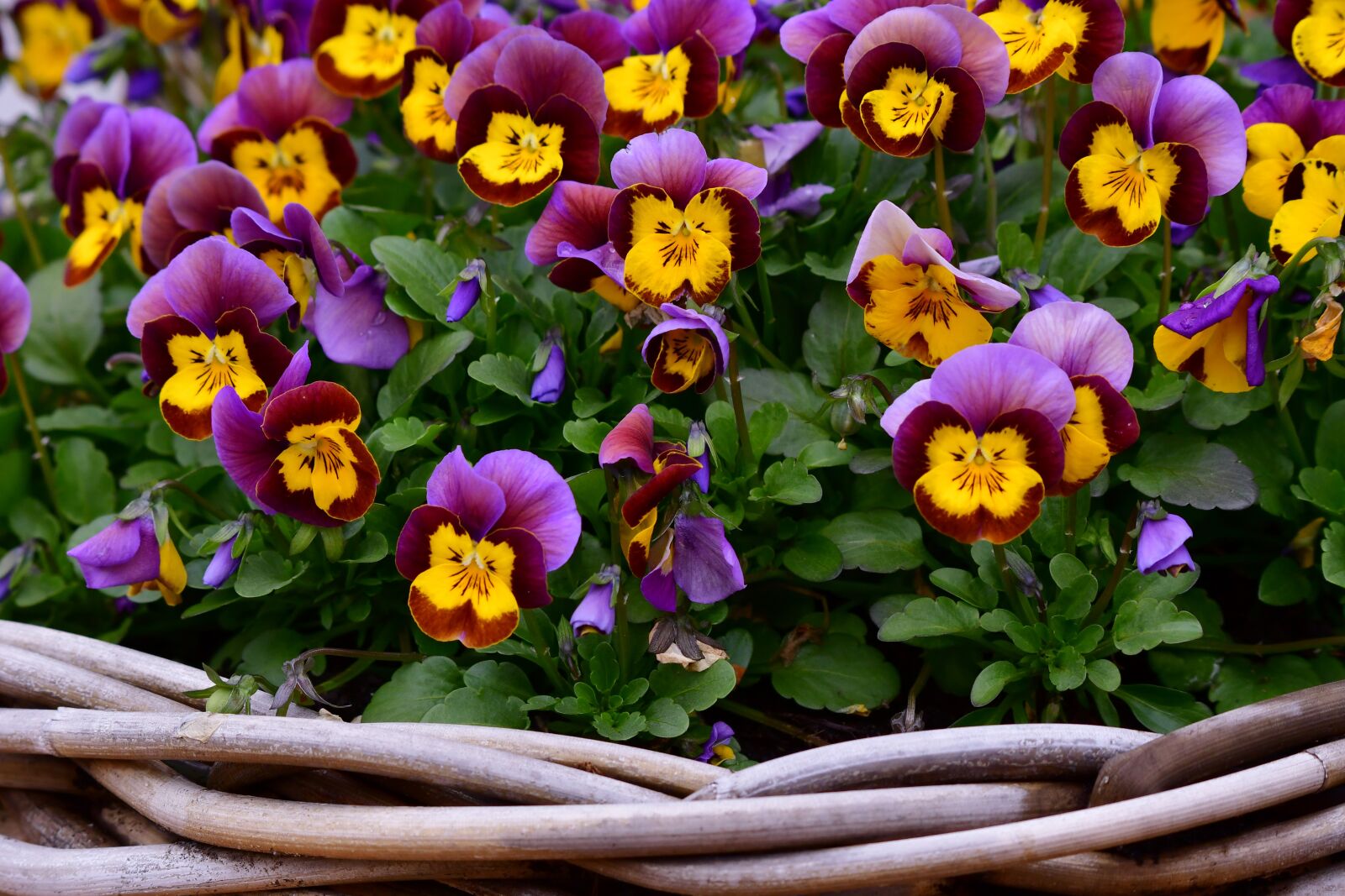 Nikon D500 sample photo. Violets, flowers, spring photography