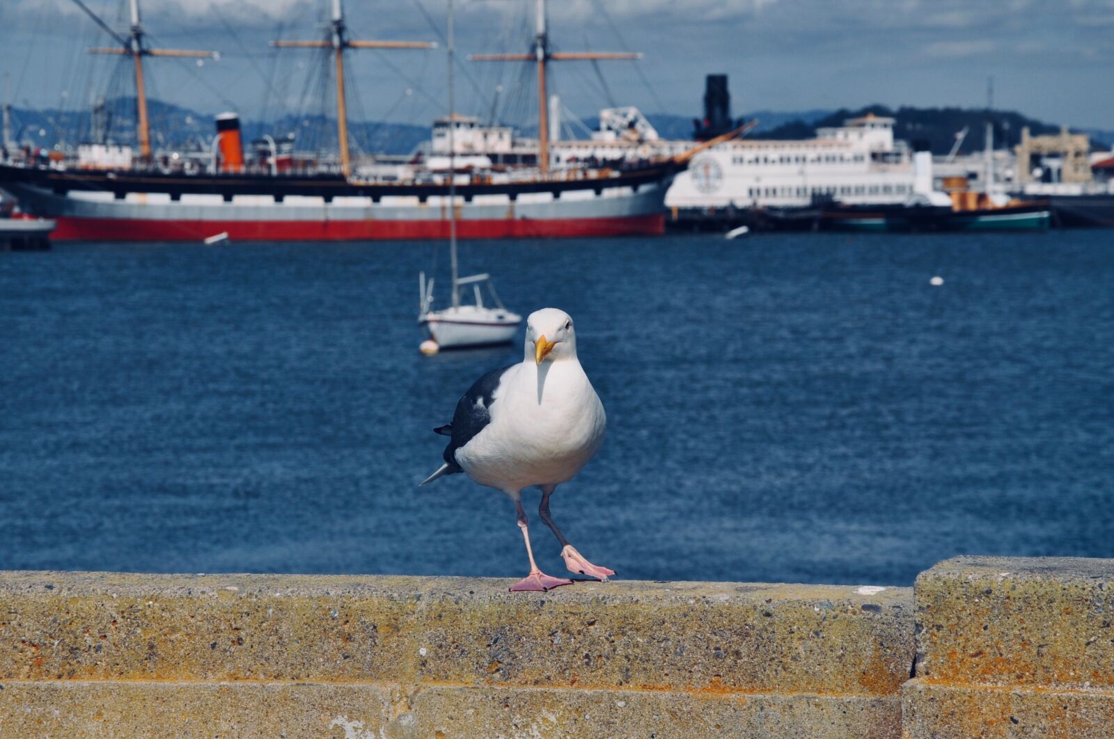 Nikon D5000 sample photo. Seagull, bird, port photography