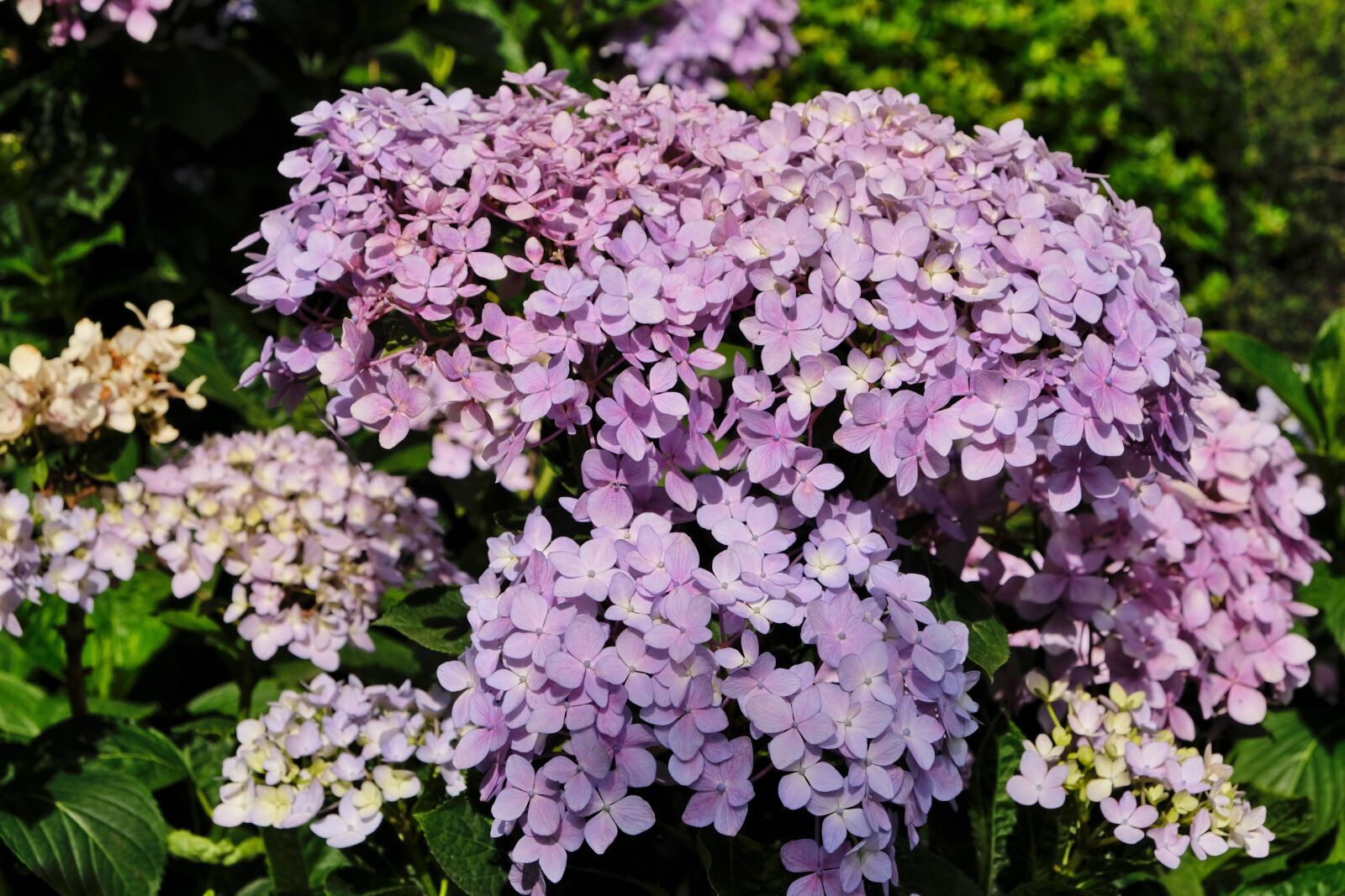 Fujifilm X-T20 sample photo. Hydrangea, flower, purple photography