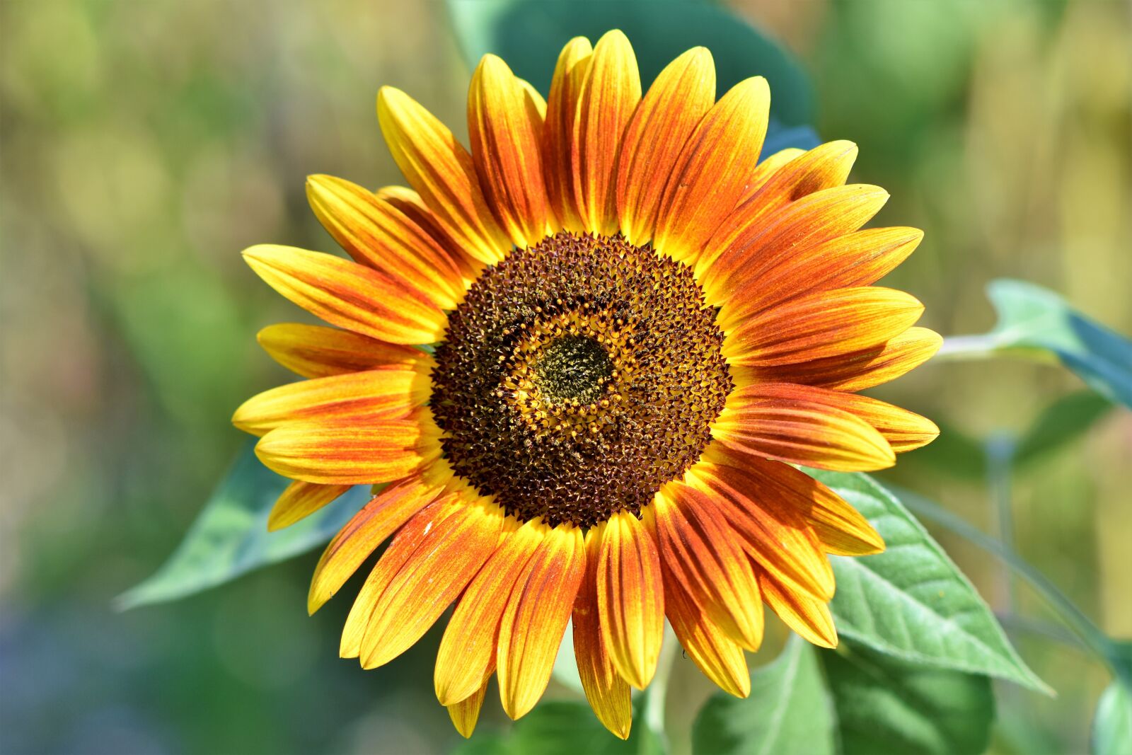 Nikon D7200 sample photo. Sunflower, flower, petals photography