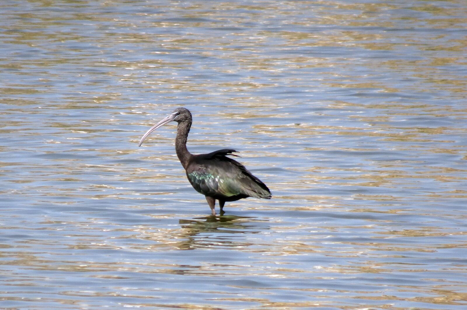 Sony Cyber-shot DSC-HX90V sample photo. Bird, glossy ibis, wader photography