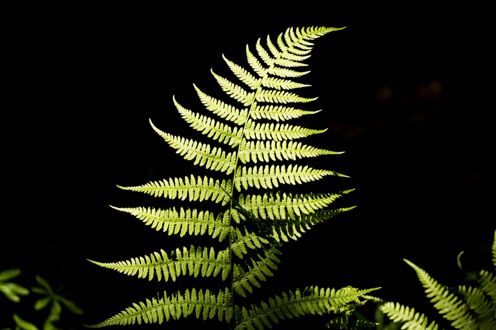 Canon EOS R sample photo. Fern, green, plant photography
