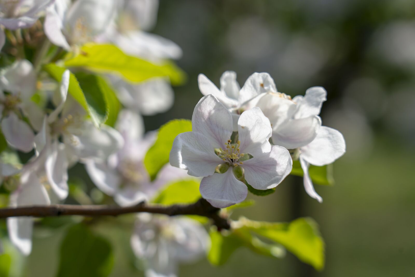 Sony FE 24-105mm F4 G OSS sample photo. Apple tree, tree, flowering photography