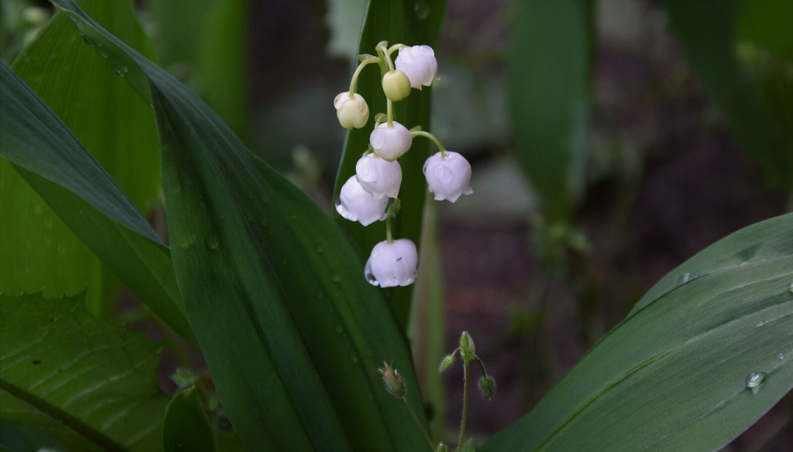 Nikon D5300 sample photo. May, lily of the photography