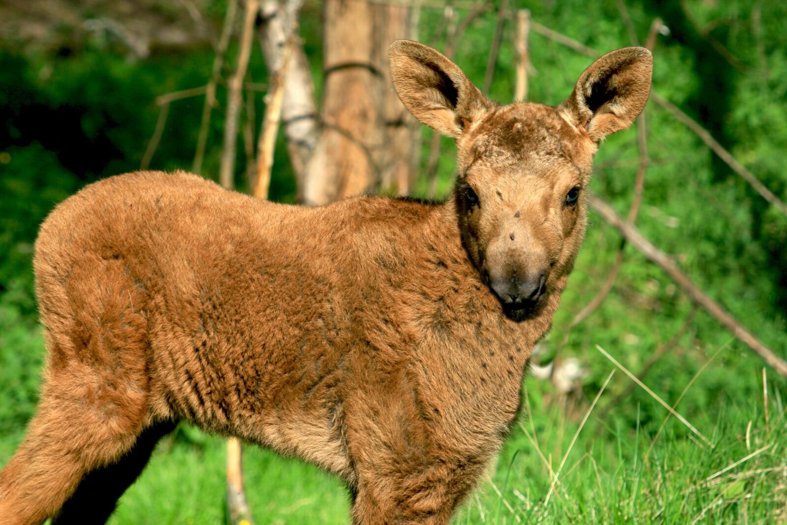 Canon EOS 400D (EOS Digital Rebel XTi / EOS Kiss Digital X) sample photo. Moose calf, sweden, young photography