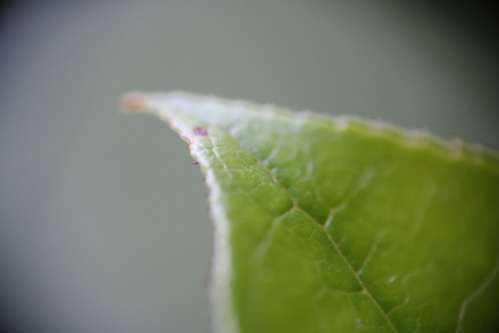 Canon EOS 750D (EOS Rebel T6i / EOS Kiss X8i) sample photo. Green, leaf, macro, macro photography