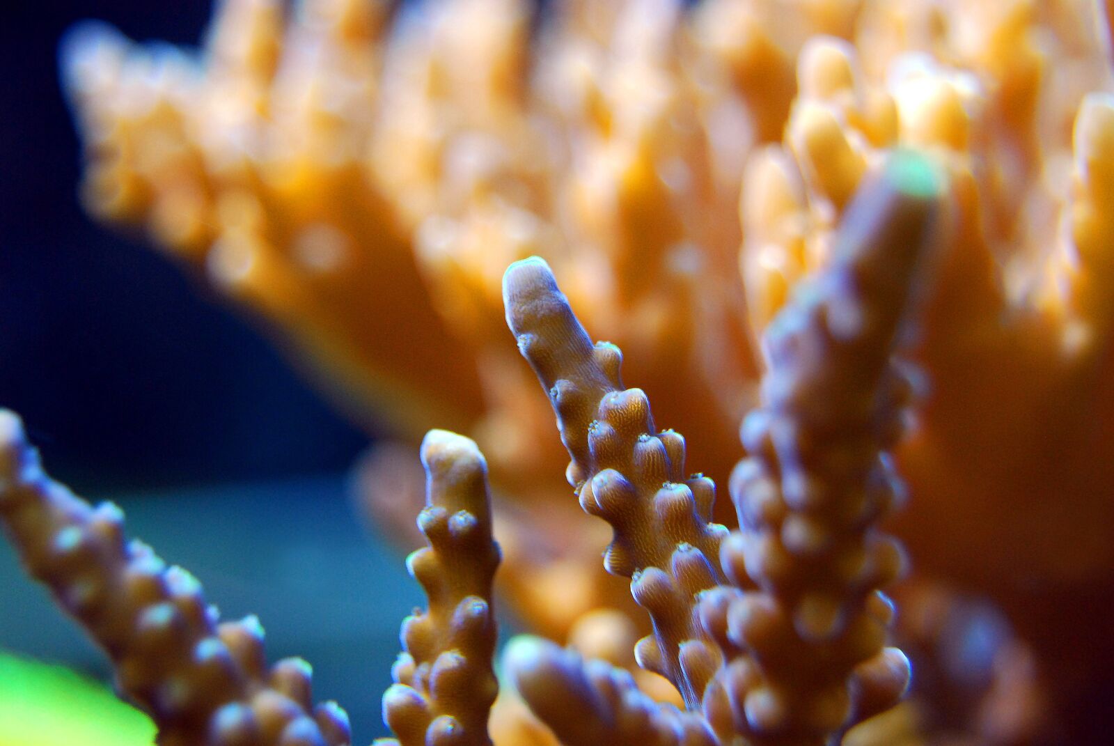 Nikon D40X sample photo. Coral, reef, sea photography