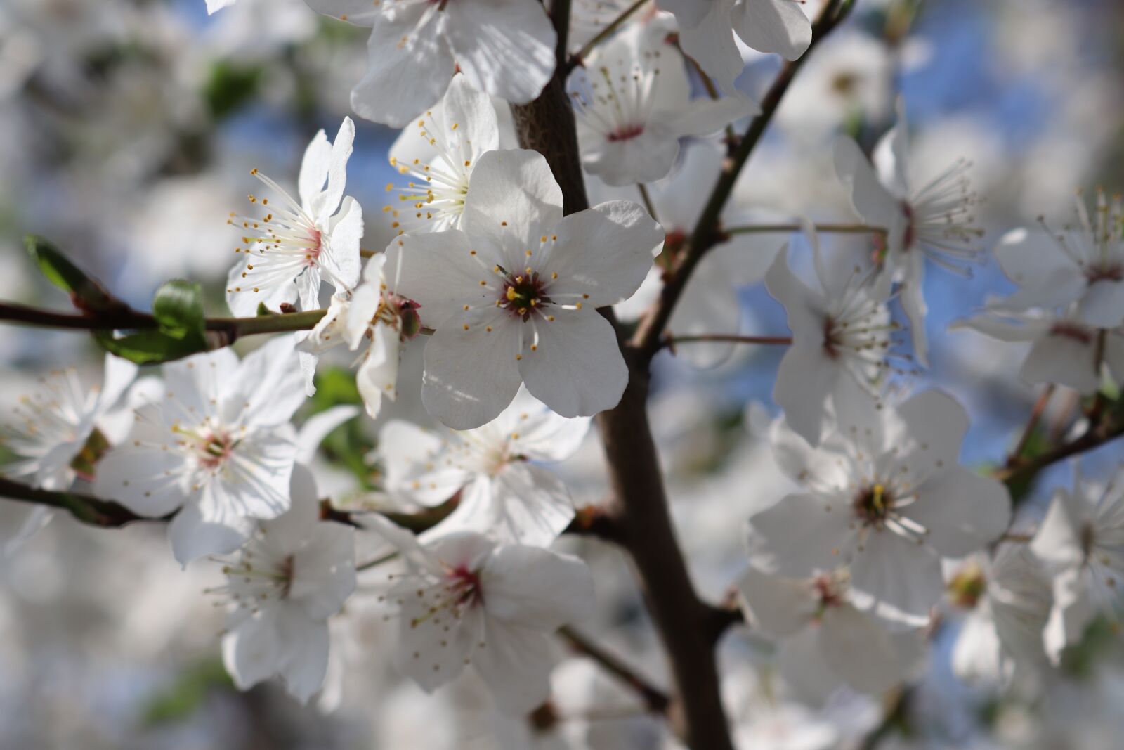 Canon EOS 77D (EOS 9000D / EOS 770D) + Canon EF-S 18-55mm F3.5-5.6 IS STM sample photo. Spring, tree, flowers photography