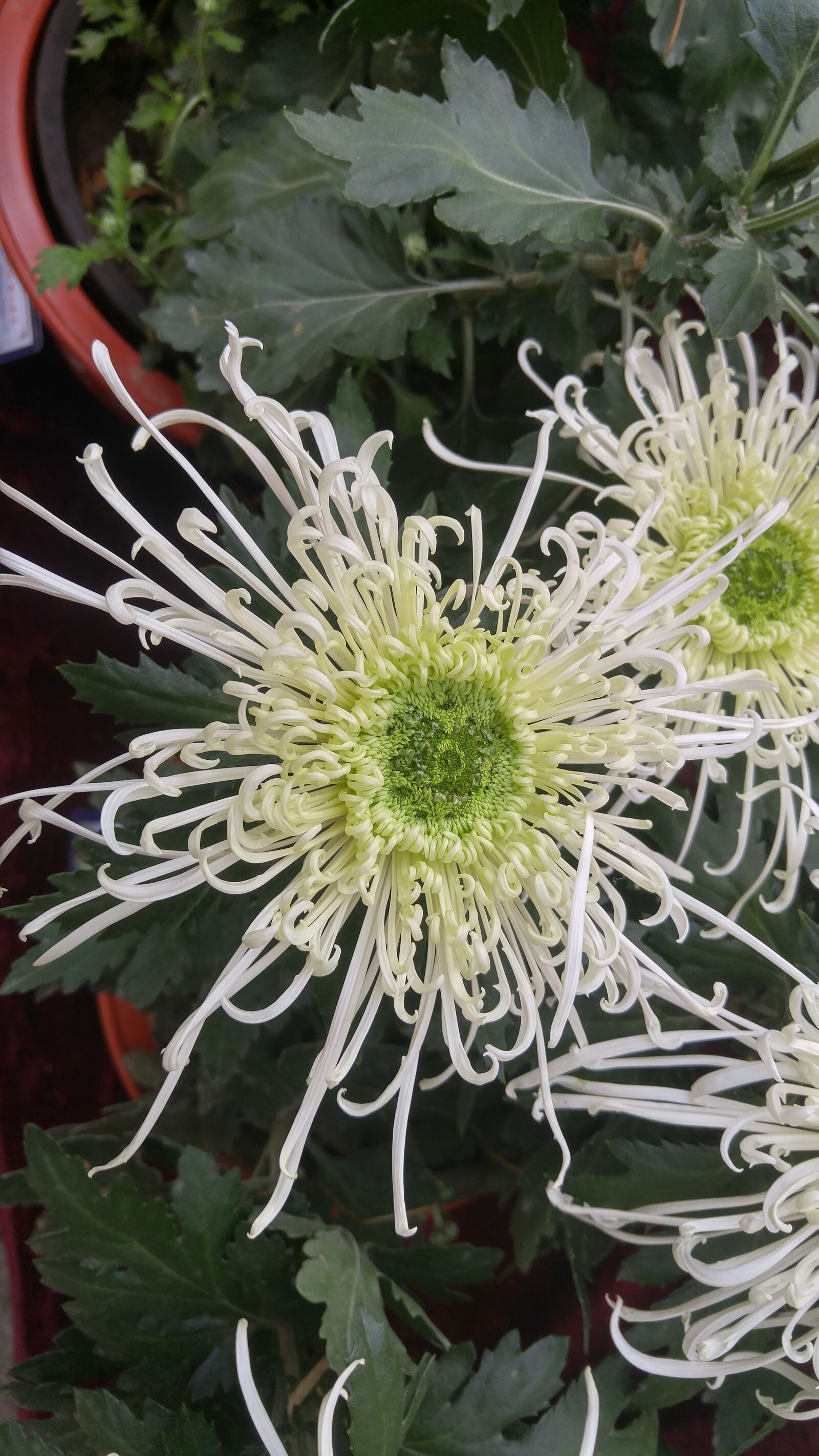 LG G4 sample photo. Thousand buddha mountain, chrysanthemum photography
