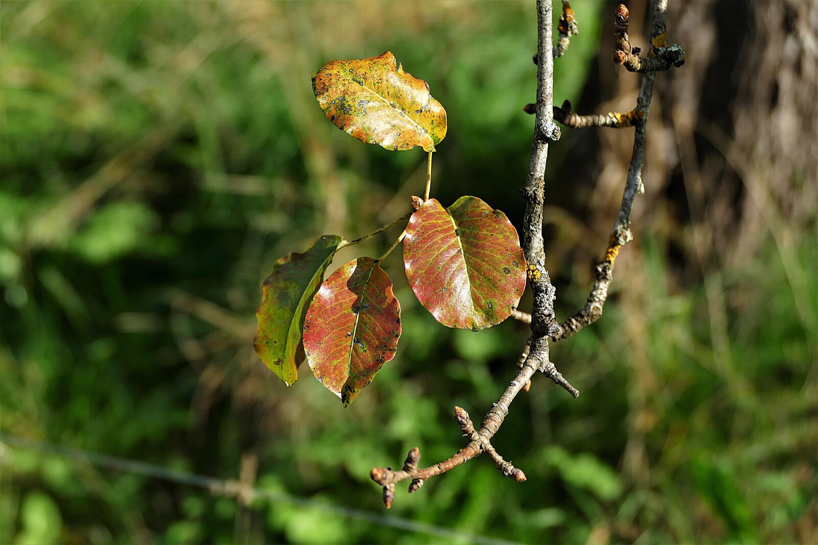 Panasonic Lumix DMC-FZ1000 sample photo. Leaves, autumn, fall leaves photography