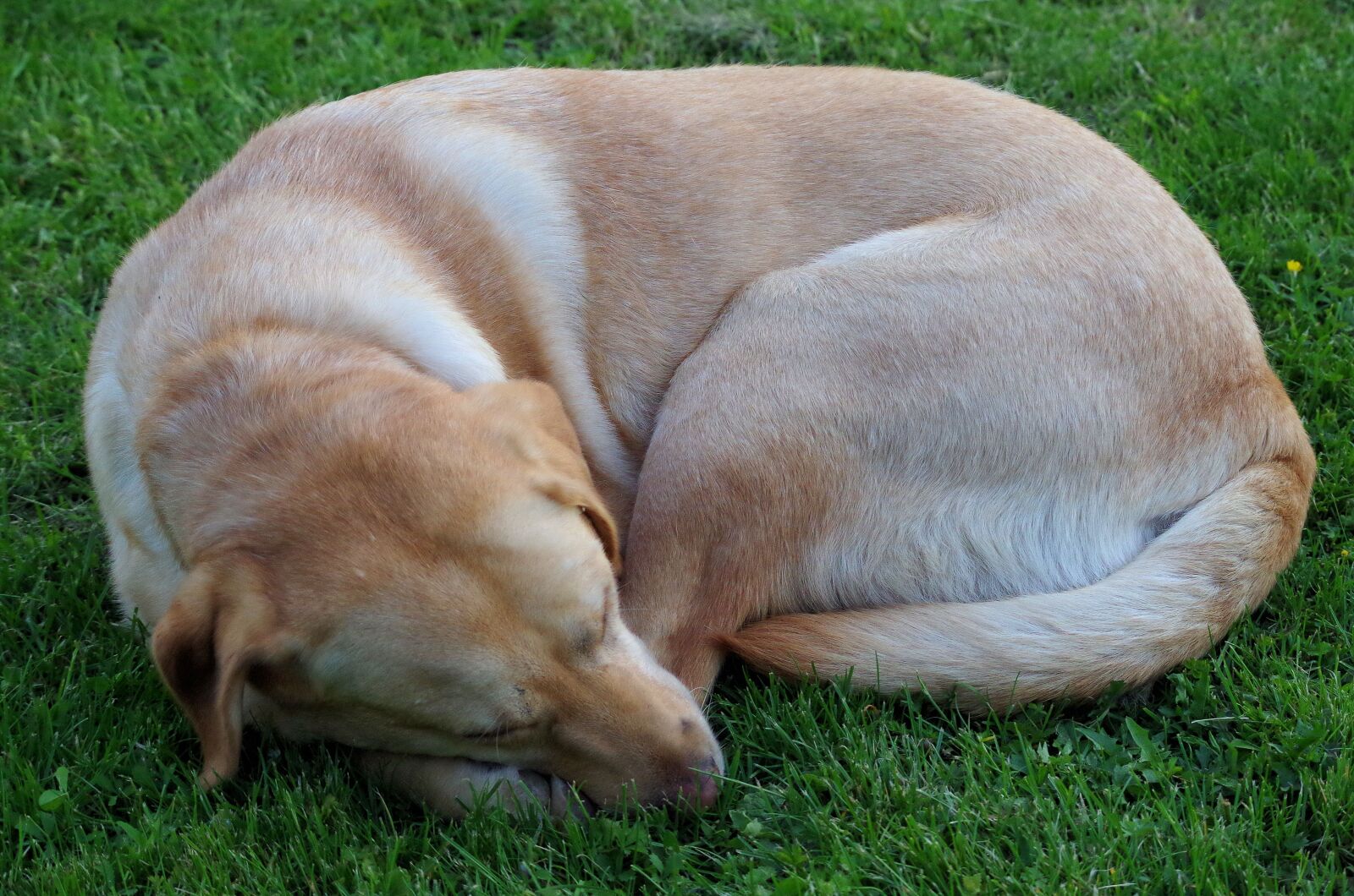 Pentax K-50 sample photo. Dog, labrador, pet photography