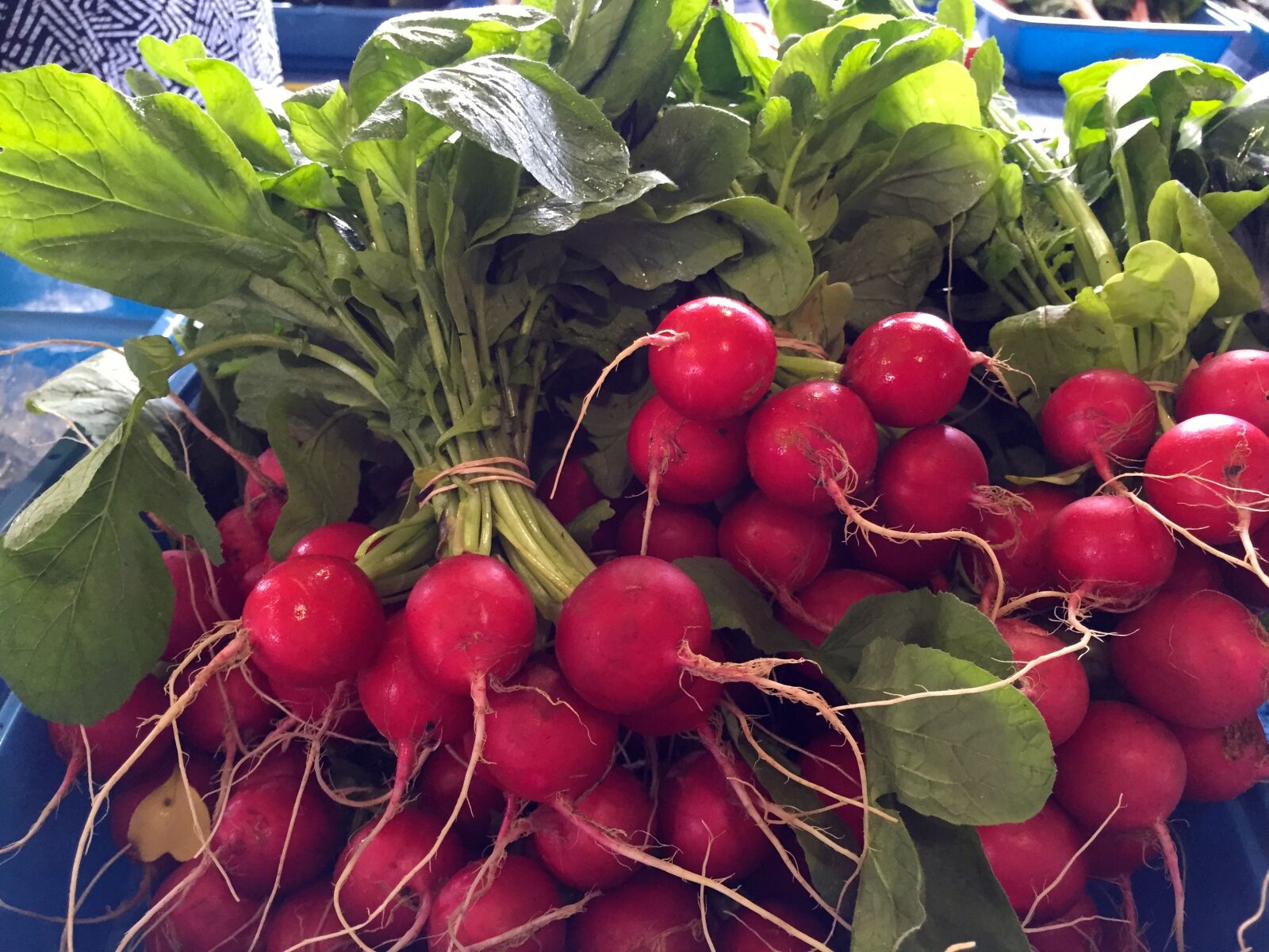 Apple iPhone 6 sample photo. Radishes, fresh, market photography