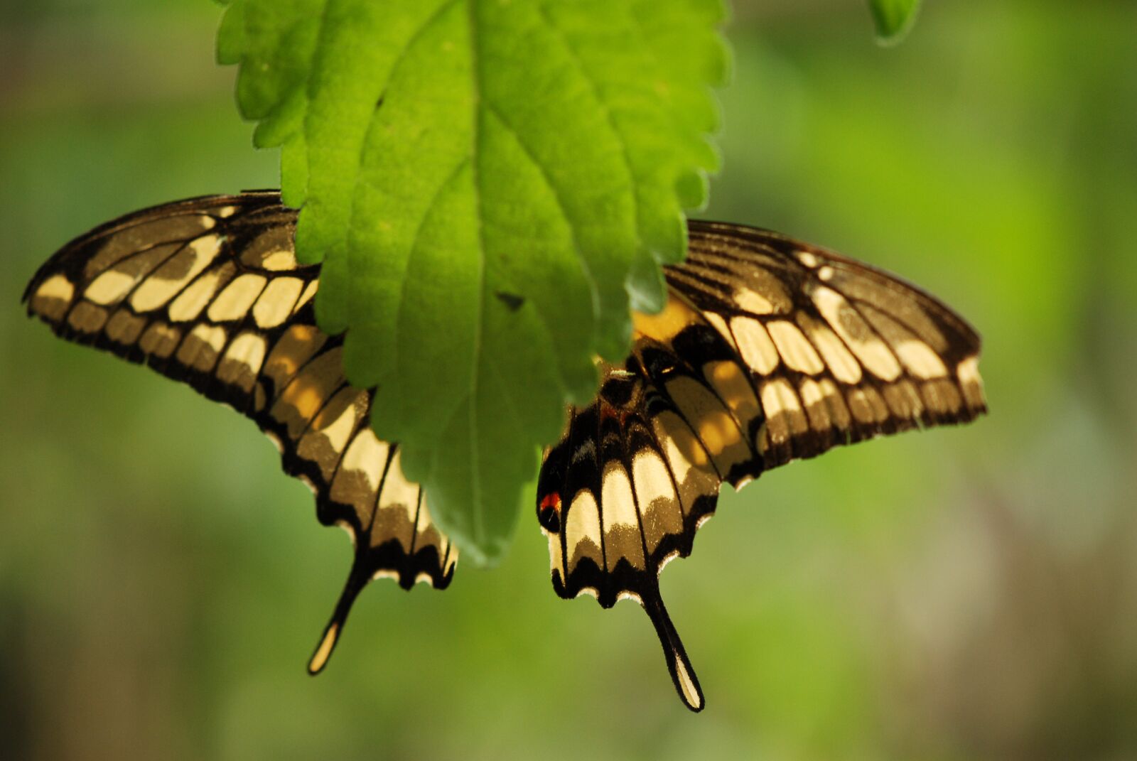 Nikon D200 sample photo. Butterfly, bug, nature photography