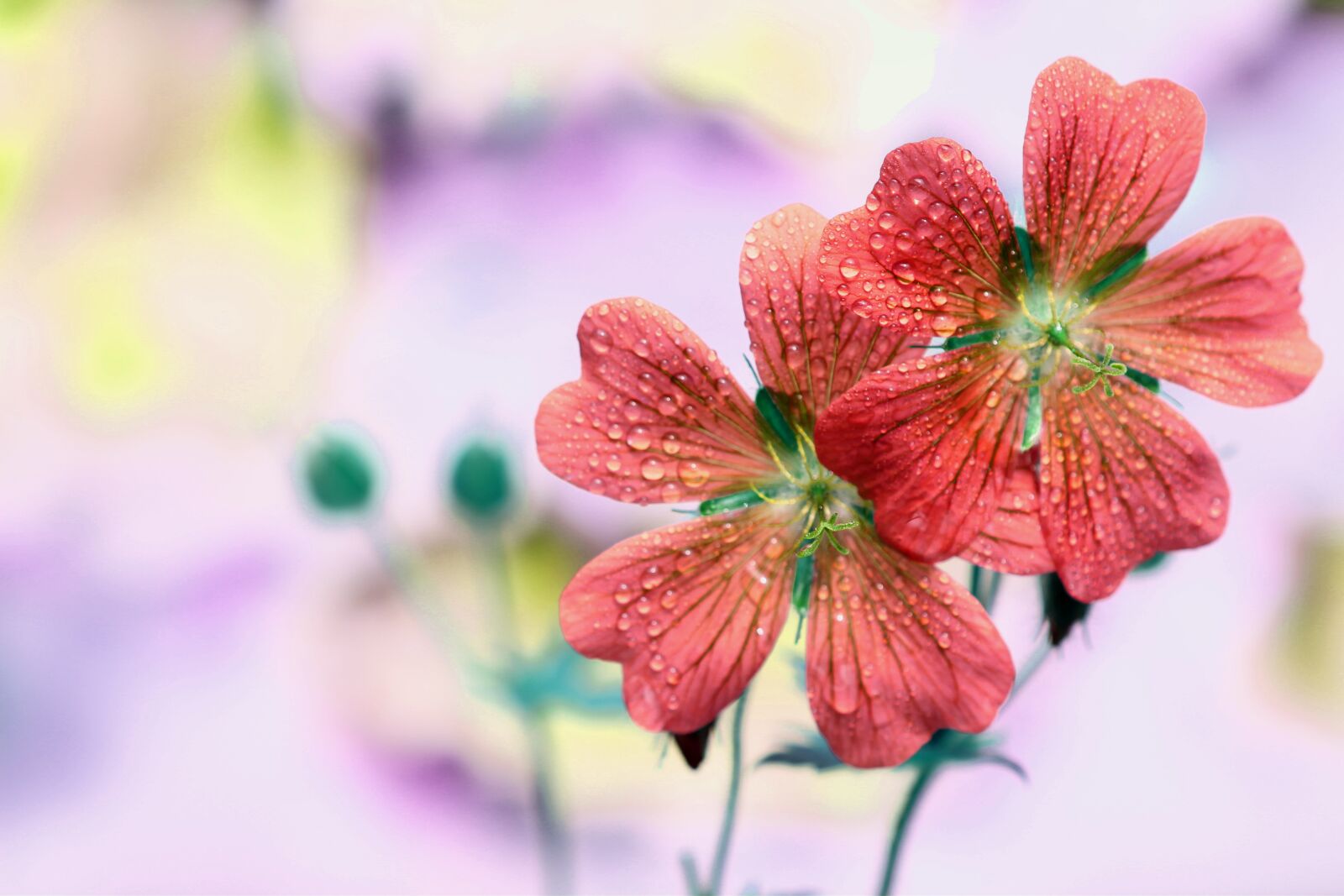 Tamron SP 90mm F2.8 Di VC USD 1:1 Macro sample photo. Flower, blossom, bloom photography