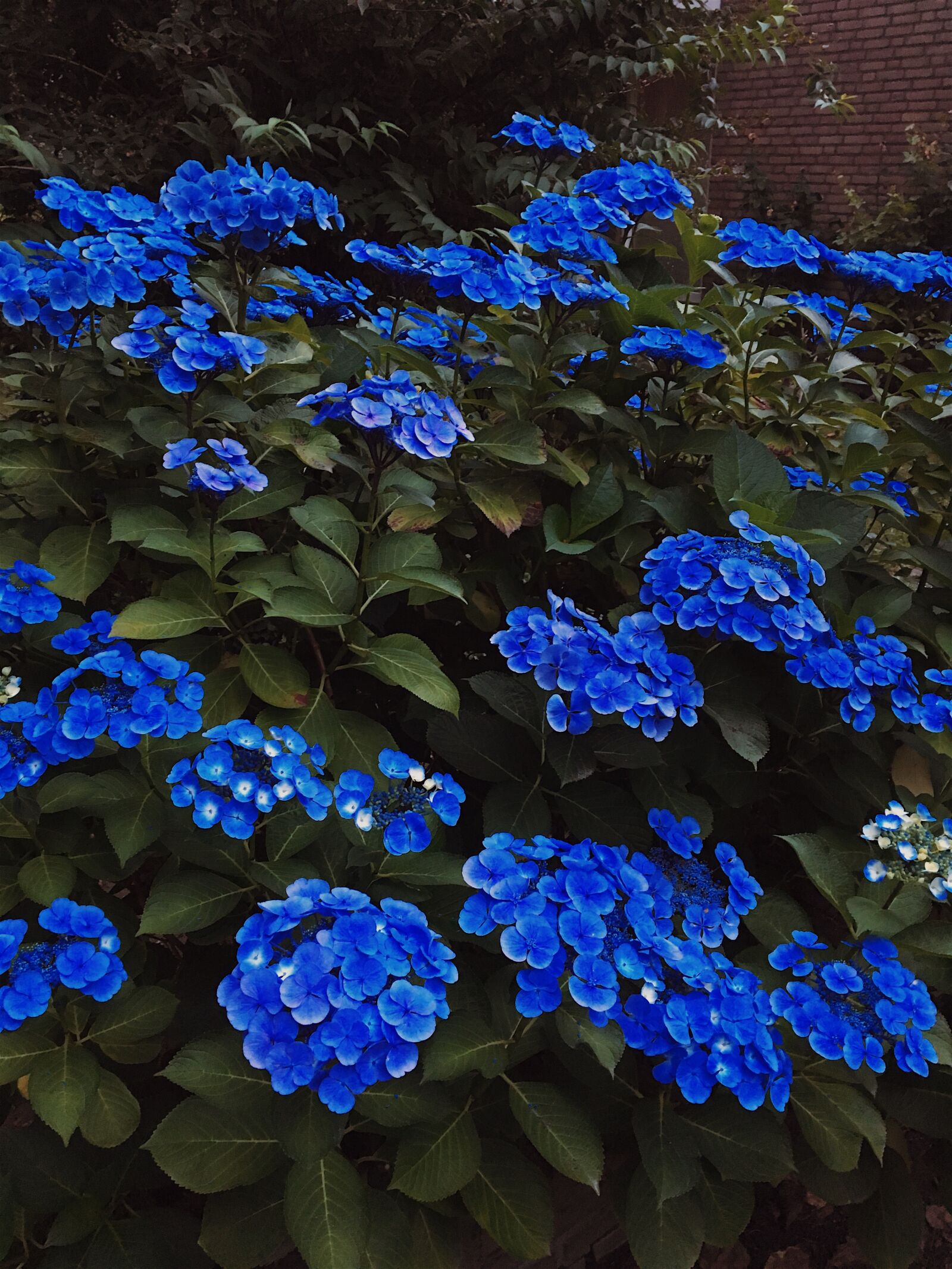Apple iPhone 6s sample photo. Flowers, blue, floral photography
