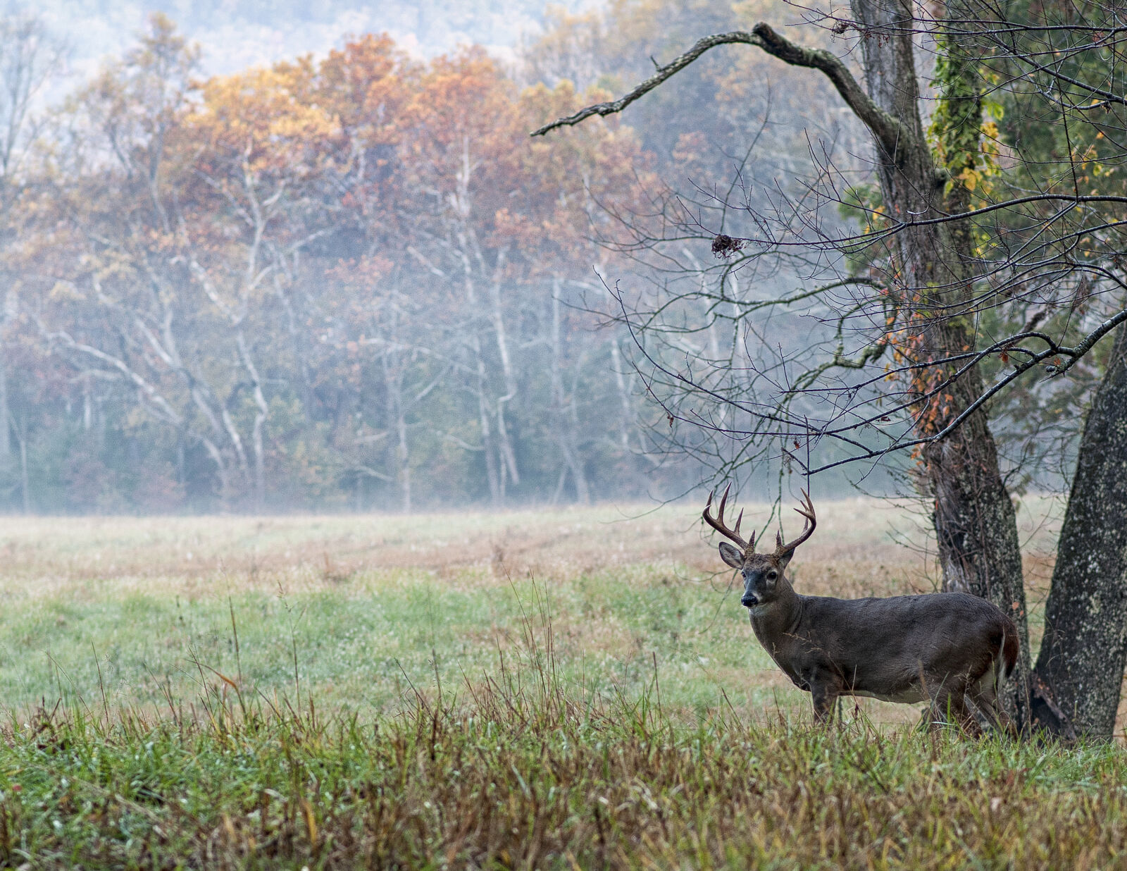 Nikon AF-S Nikkor 85mm F1.8G sample photo. Deer, fall, great, smokey photography