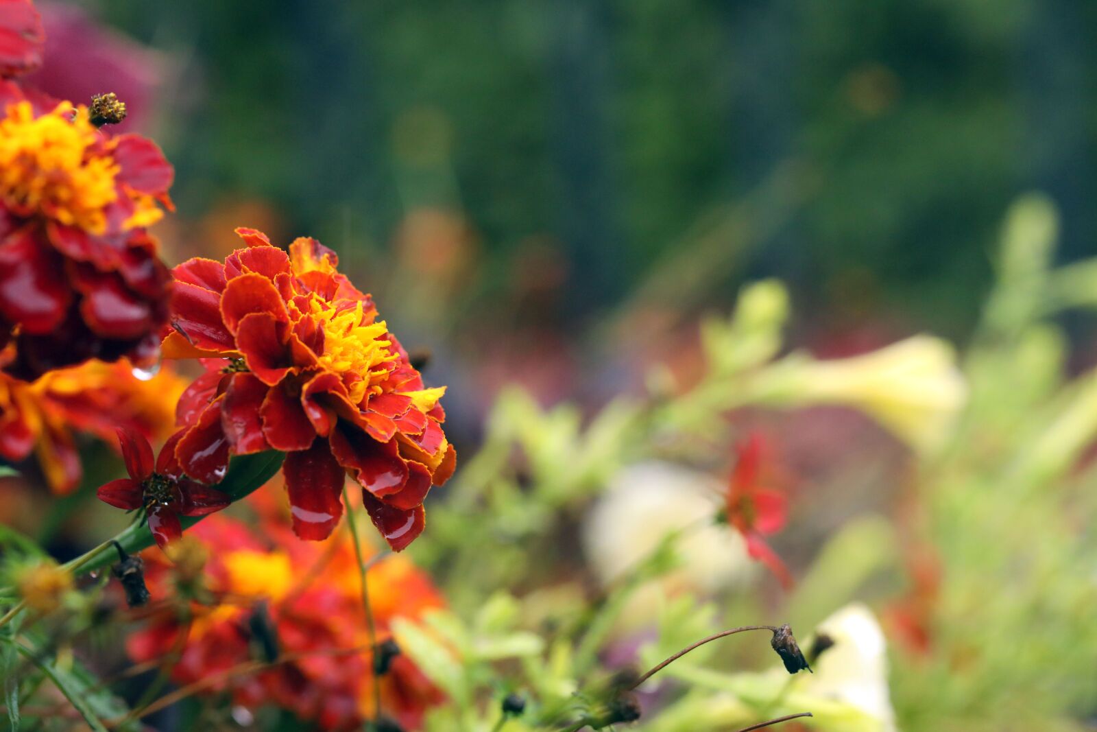 Canon EF 100mm F2.8L Macro IS USM sample photo. Flower, nature, autumn photography