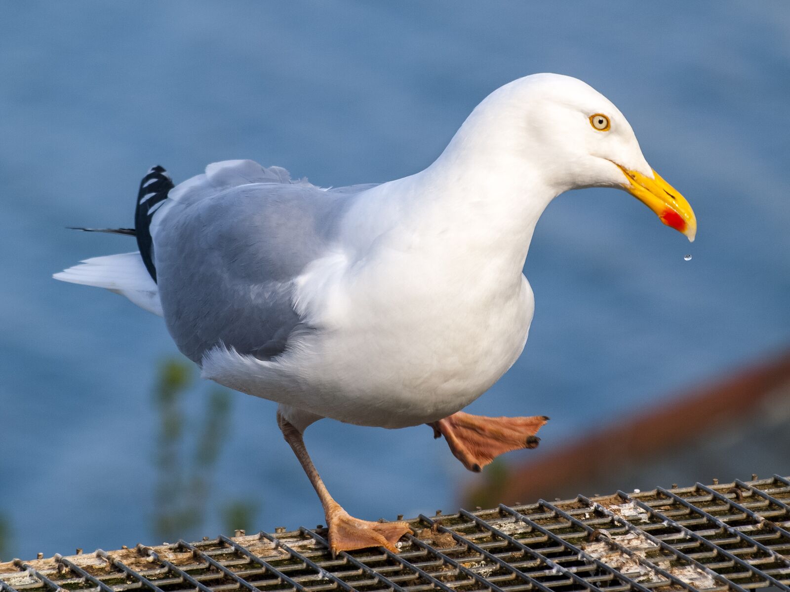 Olympus E-3 sample photo. Herring gull, seagull, bird photography