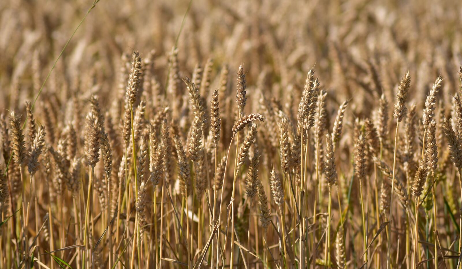 Nikon D750 sample photo. Wheat, wheat field, nature photography