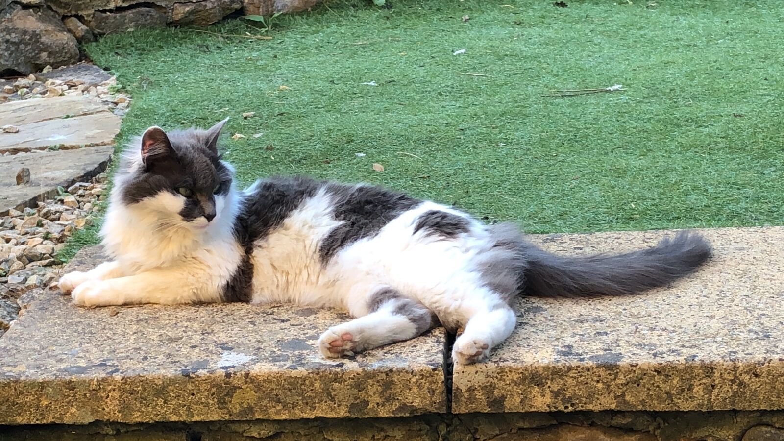 iPhone 8 back camera 3.99mm f/1.8 sample photo. Cat, lazy, animal photography