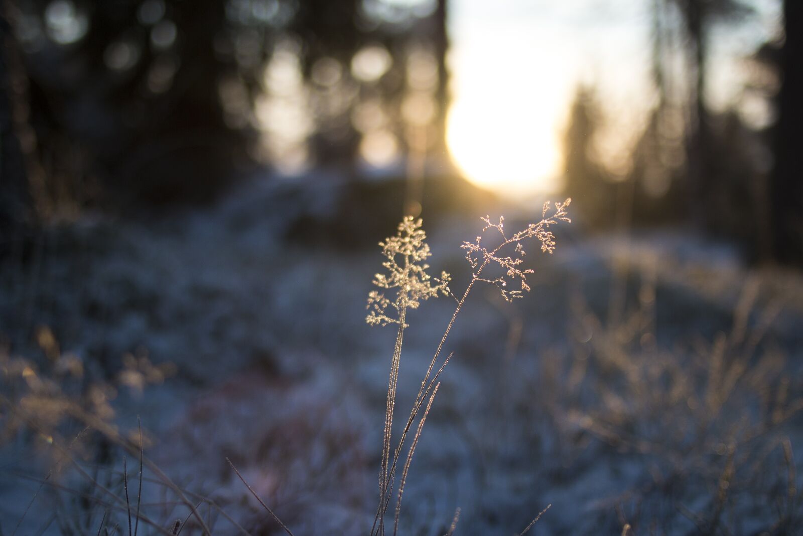 Canon EF 35mm F2 sample photo. Frost, light, ice photography