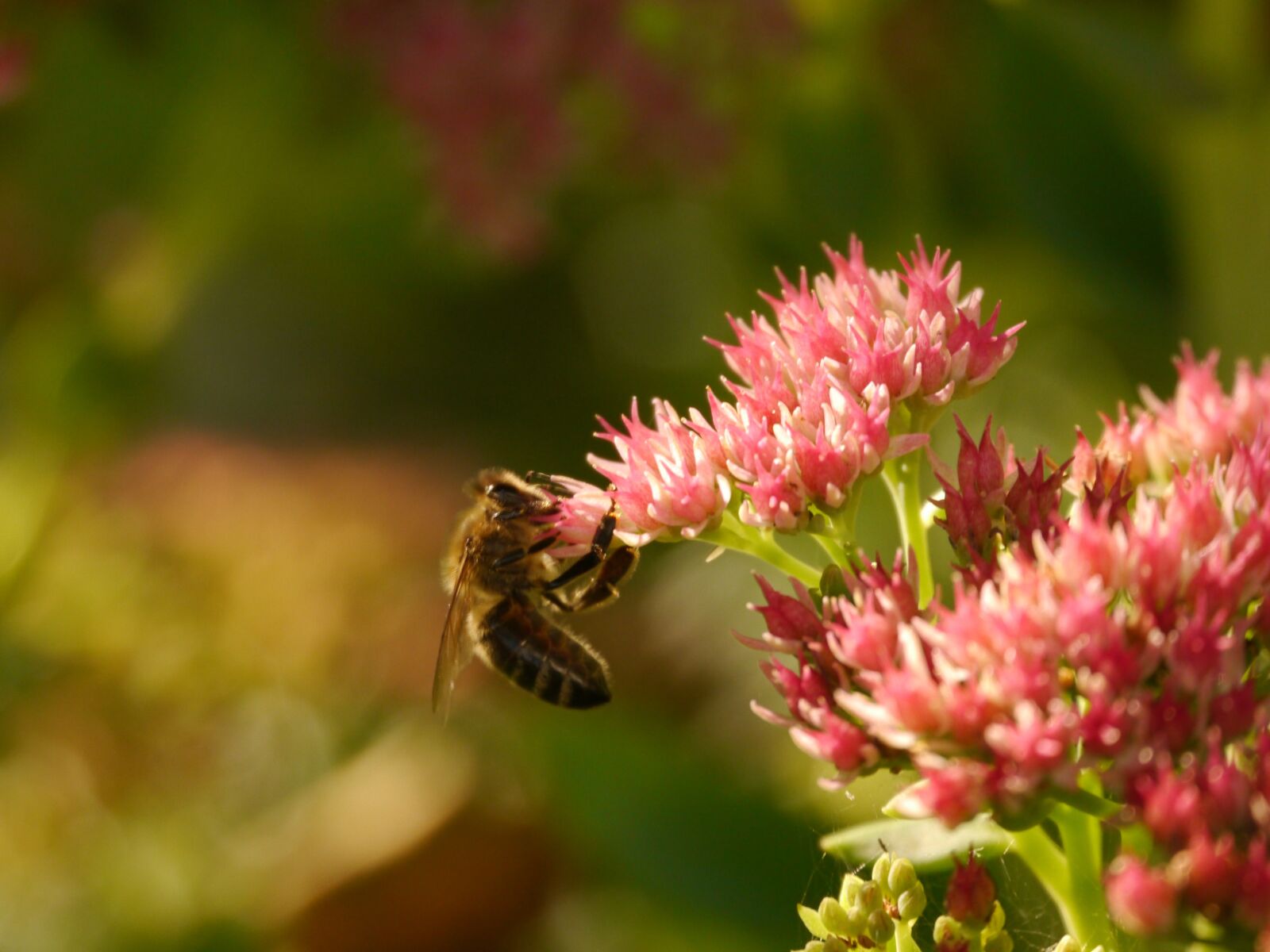 Panasonic Lumix DMC-G5 sample photo. Bee, flower, insect photography