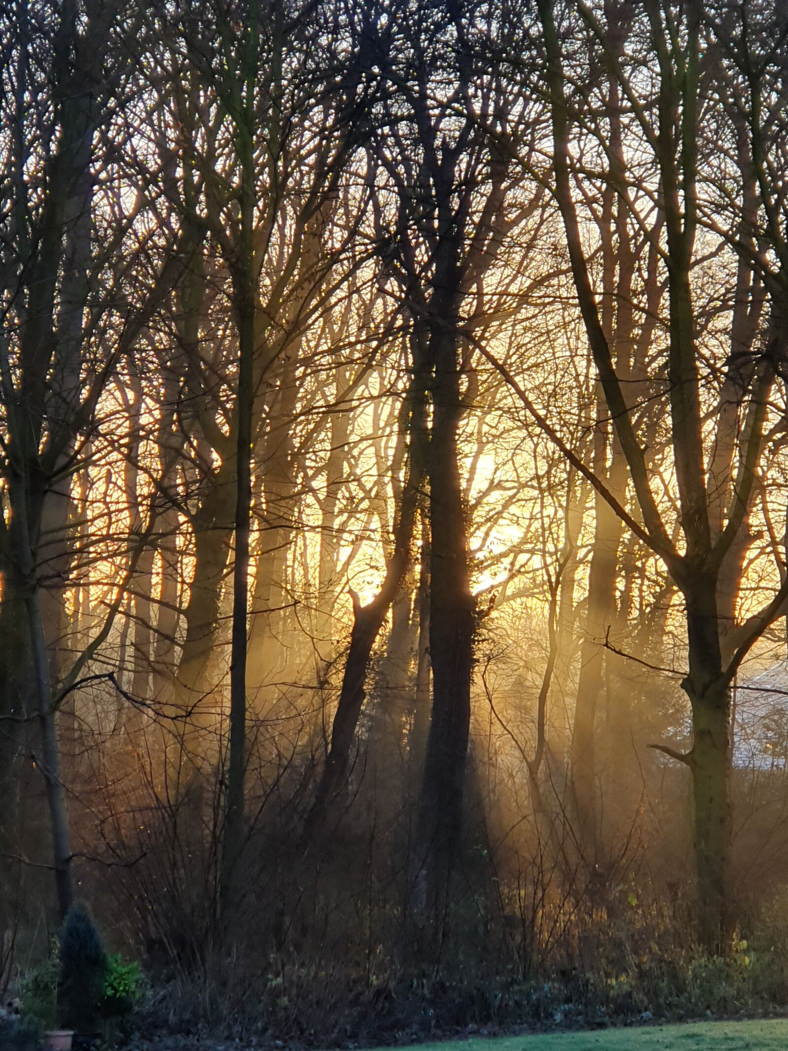 Samsung Galaxy S10 sample photo. Forest, light, glade photography
