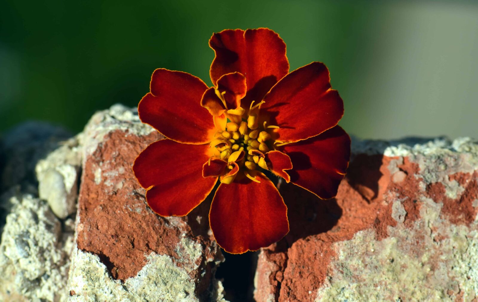 Nikon D3300 sample photo. Nature, still life, macro photography