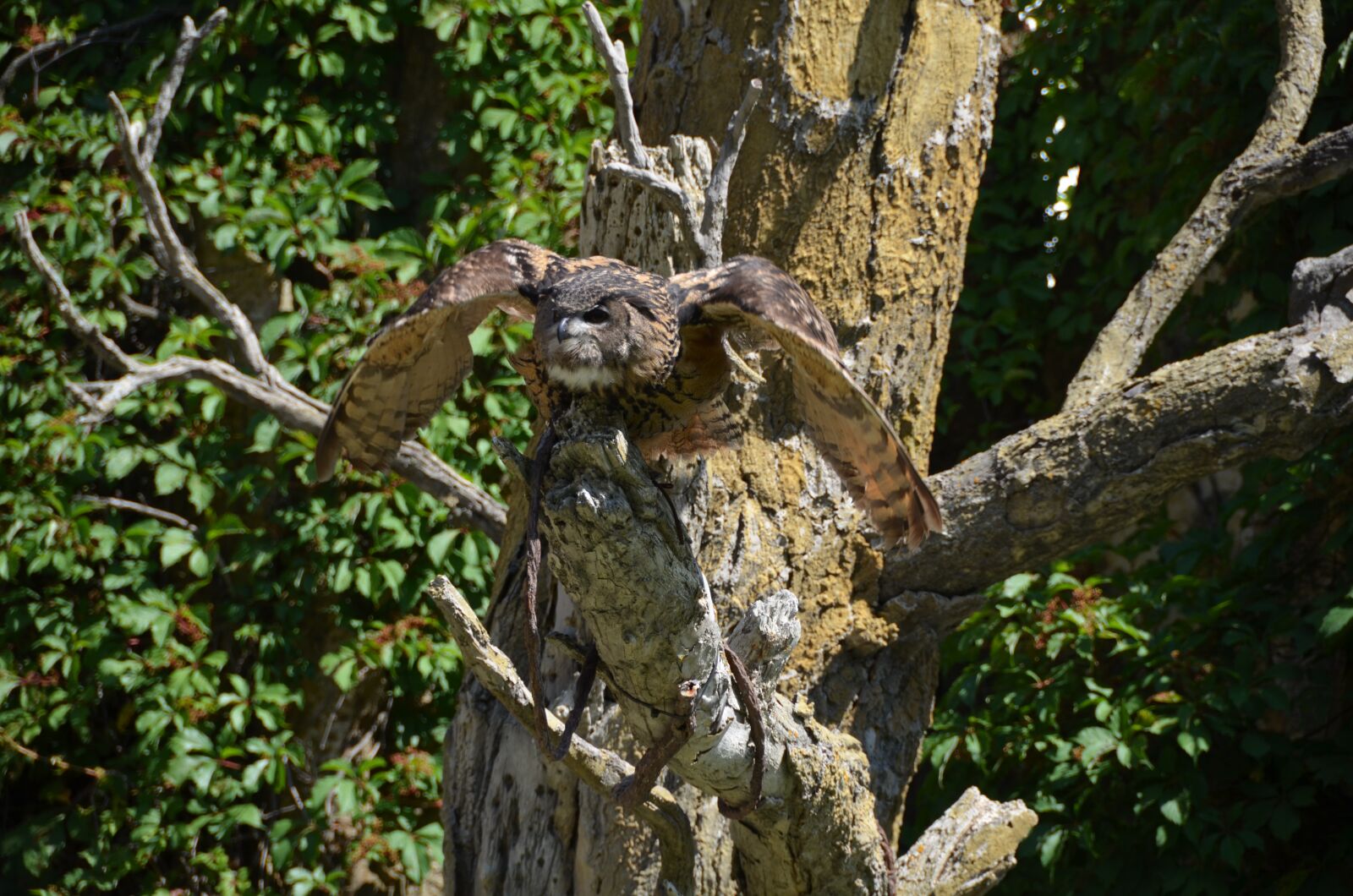 Nikon D5100 sample photo. Owl, flight, raptor photography