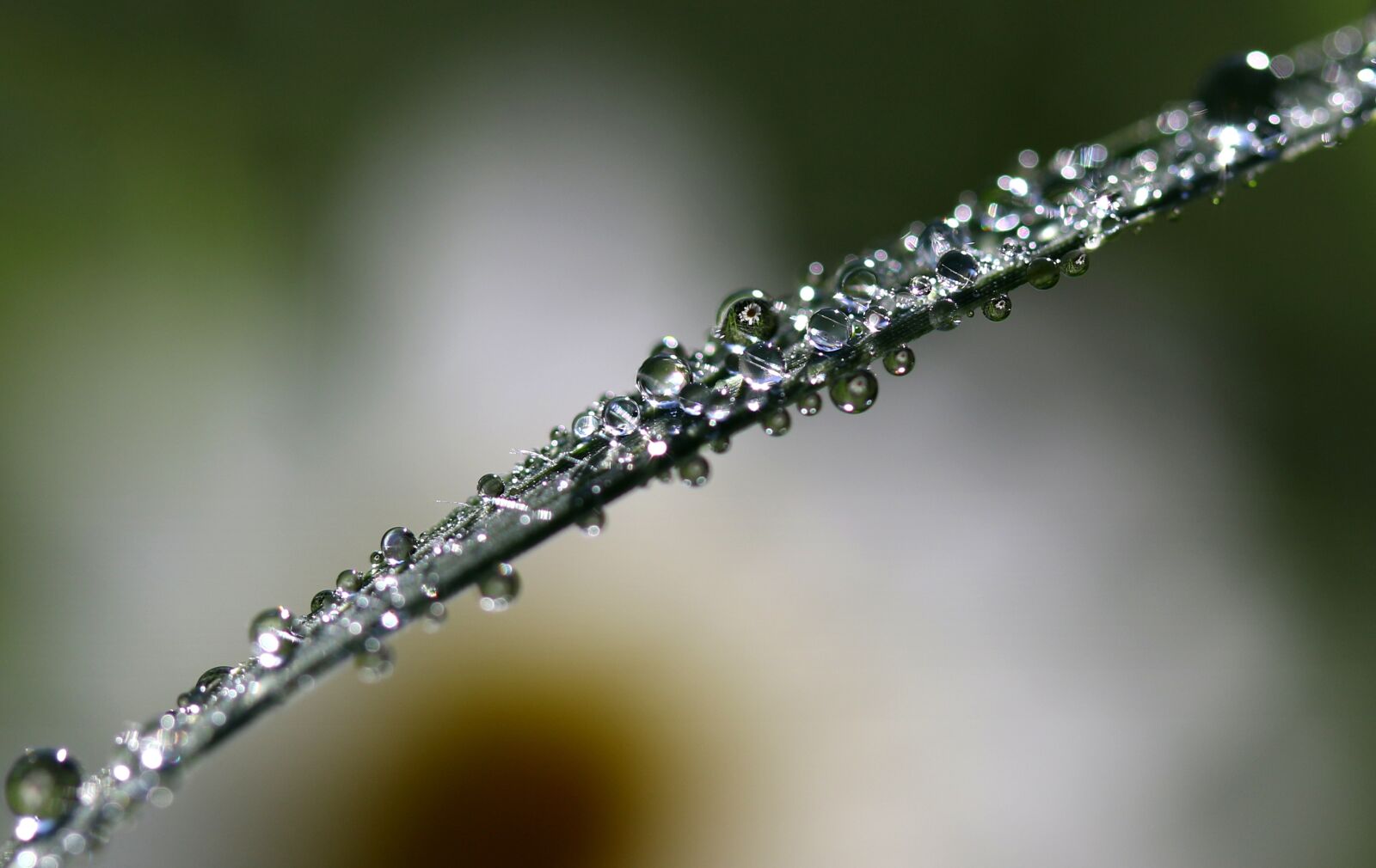 Canon EF-S 60mm F2.8 Macro USM sample photo. Drops, water, grass photography