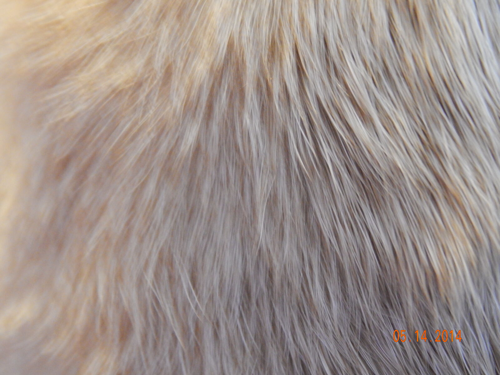 Nikon Coolpix L820 sample photo. Dog, fur, coat, fur photography