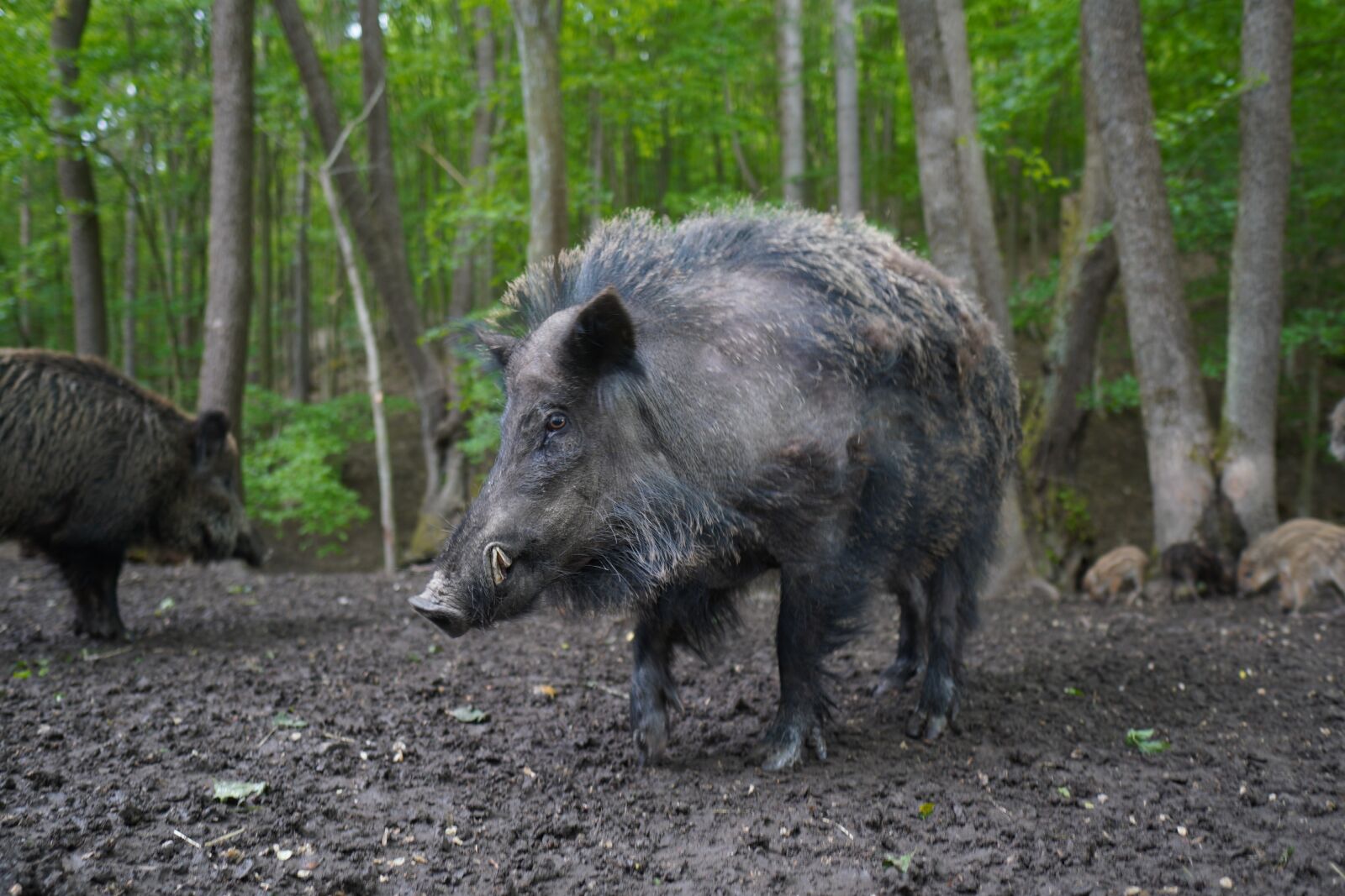 Sony a6400 + Sigma 16mm F1.4 DC DN | C sample photo. Wild boar, pig, sows photography