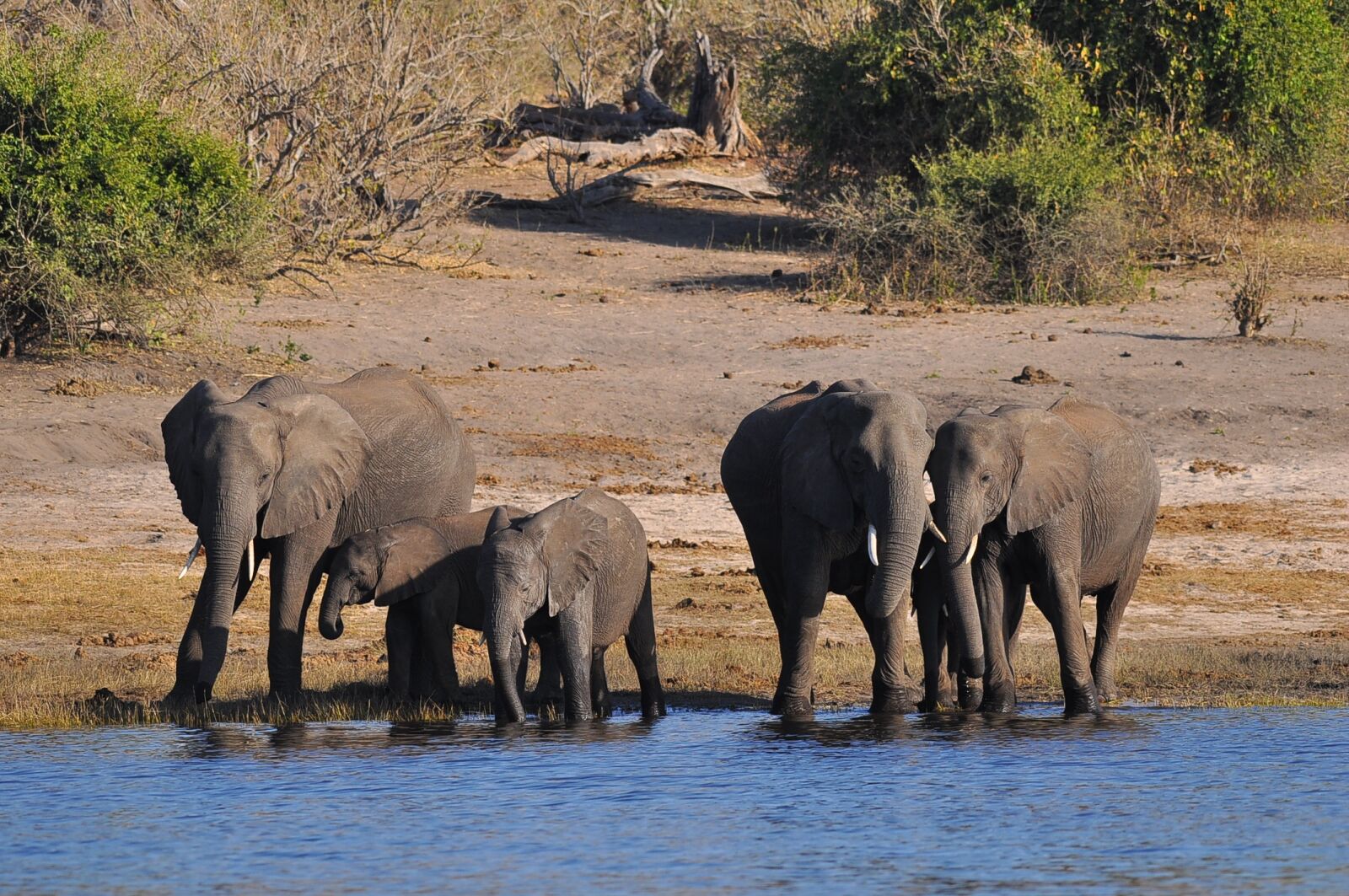 Nikon D90 sample photo. Wildlife, mammal, elephant photography