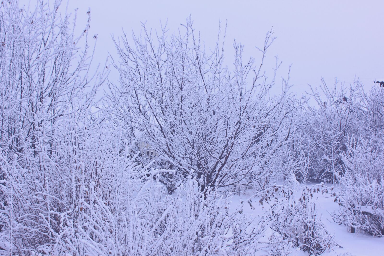 Canon EOS 60D sample photo. Leann, trees, landscape photography