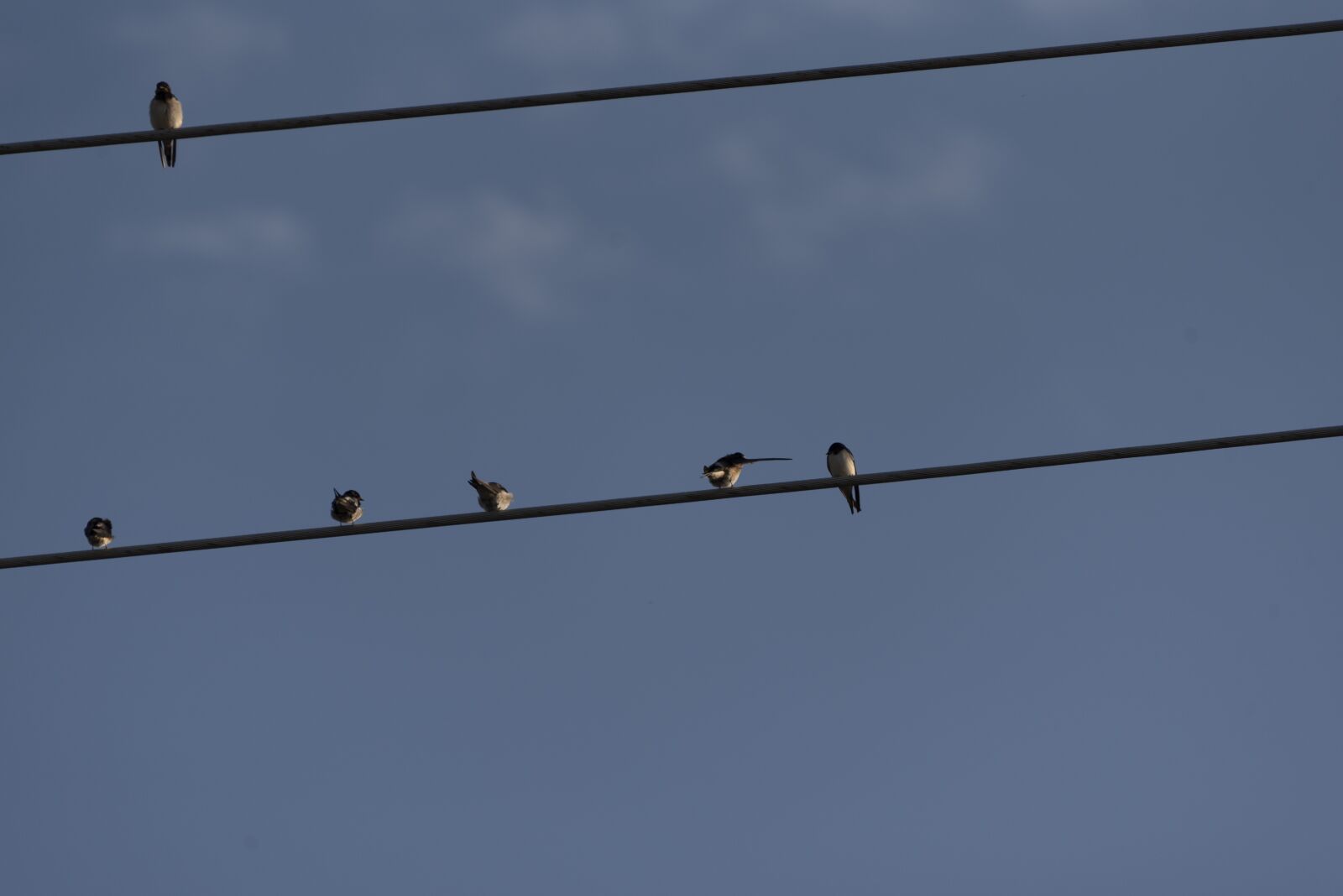 Nikon D750 sample photo. Swallows, birds, wires photography