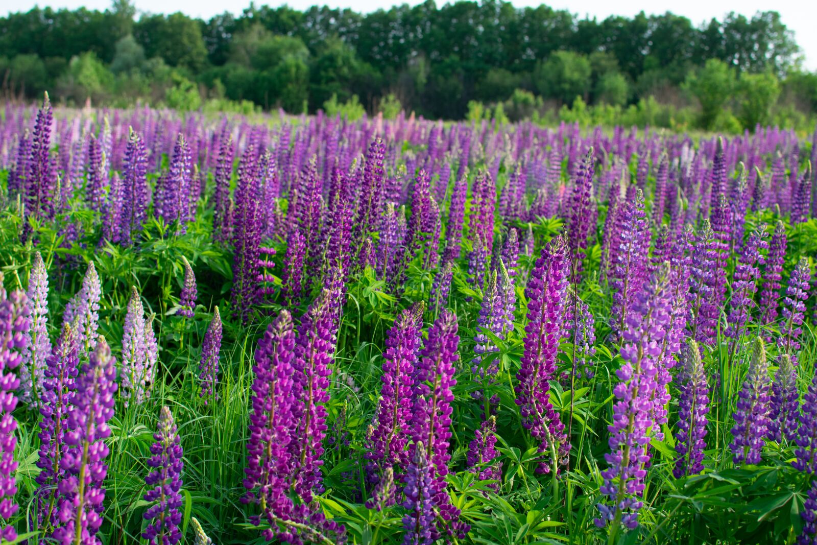 Nikon D3400 sample photo. Flowers, field, spring photography
