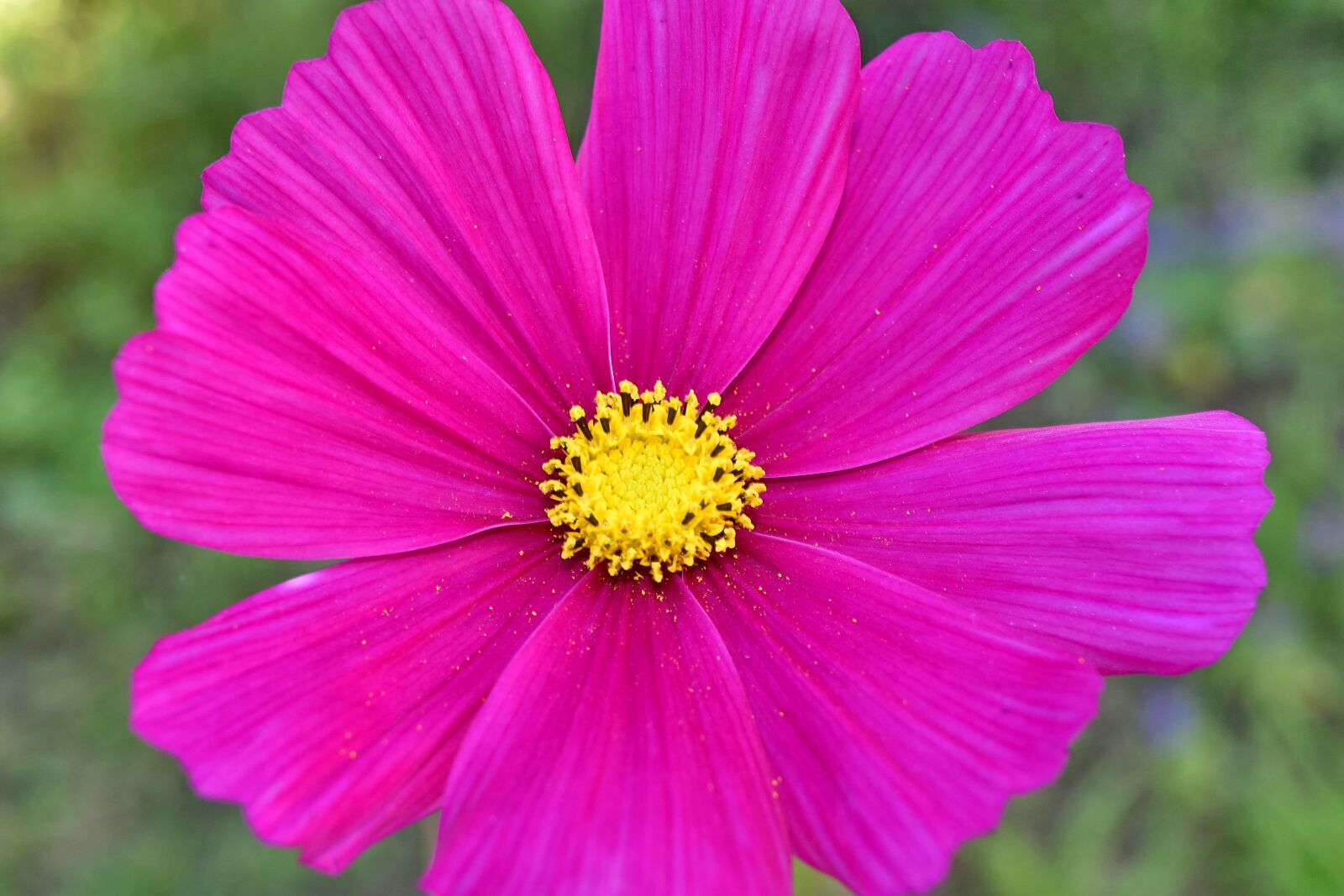 Nikon D5500 sample photo. Beautiful photo, pinkish, plant photography