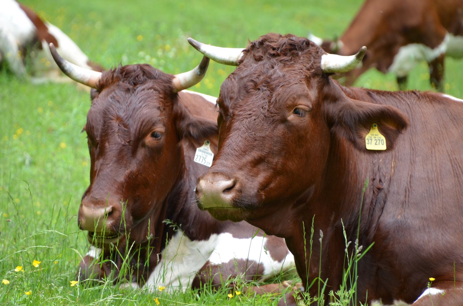 Nikon D5100 sample photo. Cows, pasture, meadow photography