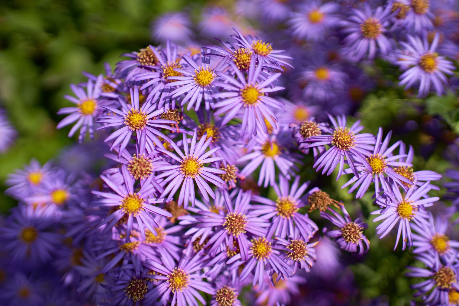 Sony FE 35mm F1.8 sample photo. Flowers, purple, nature photography