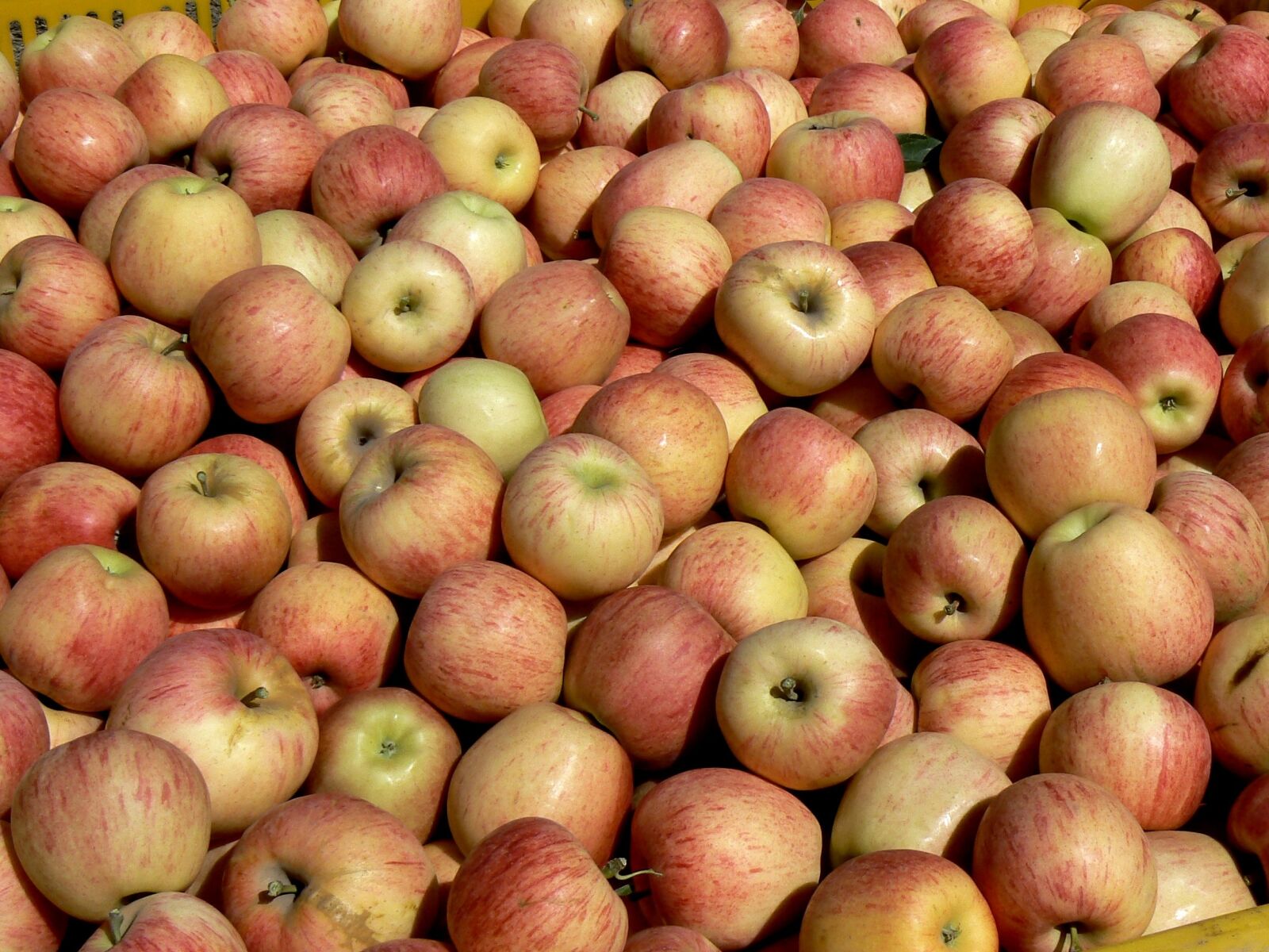 Panasonic DMC-FZ7 sample photo. Apples, harvest, black river photography