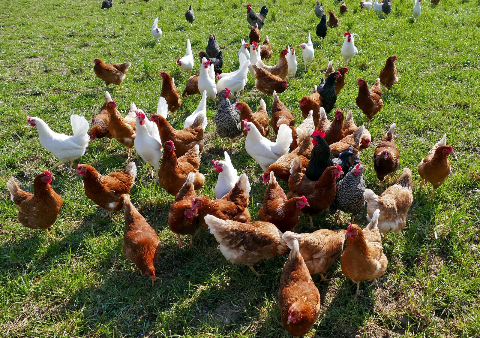 Panasonic Lumix DMC-FZ1000 sample photo. Agriculture, poultry, chickens photography