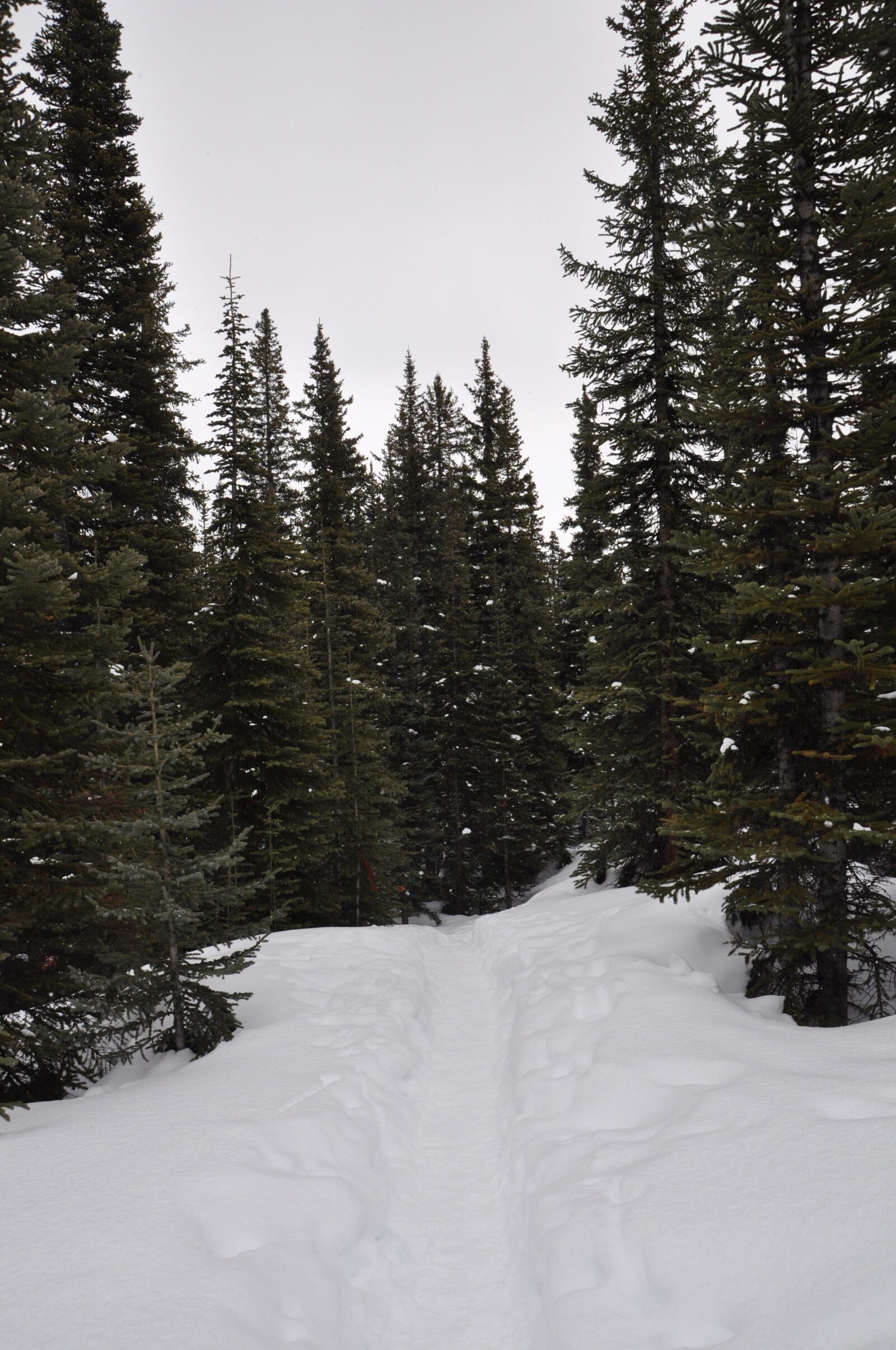 Nikon D90 sample photo. Winter, snow, cold photography