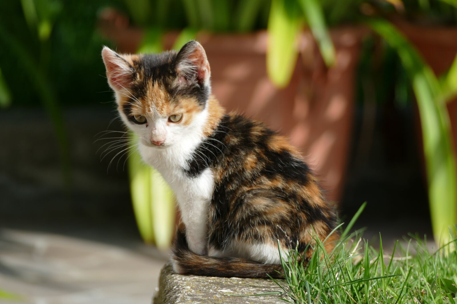 Panasonic Lumix DMC-FZ1000 sample photo. Cat, kitten, garden photography