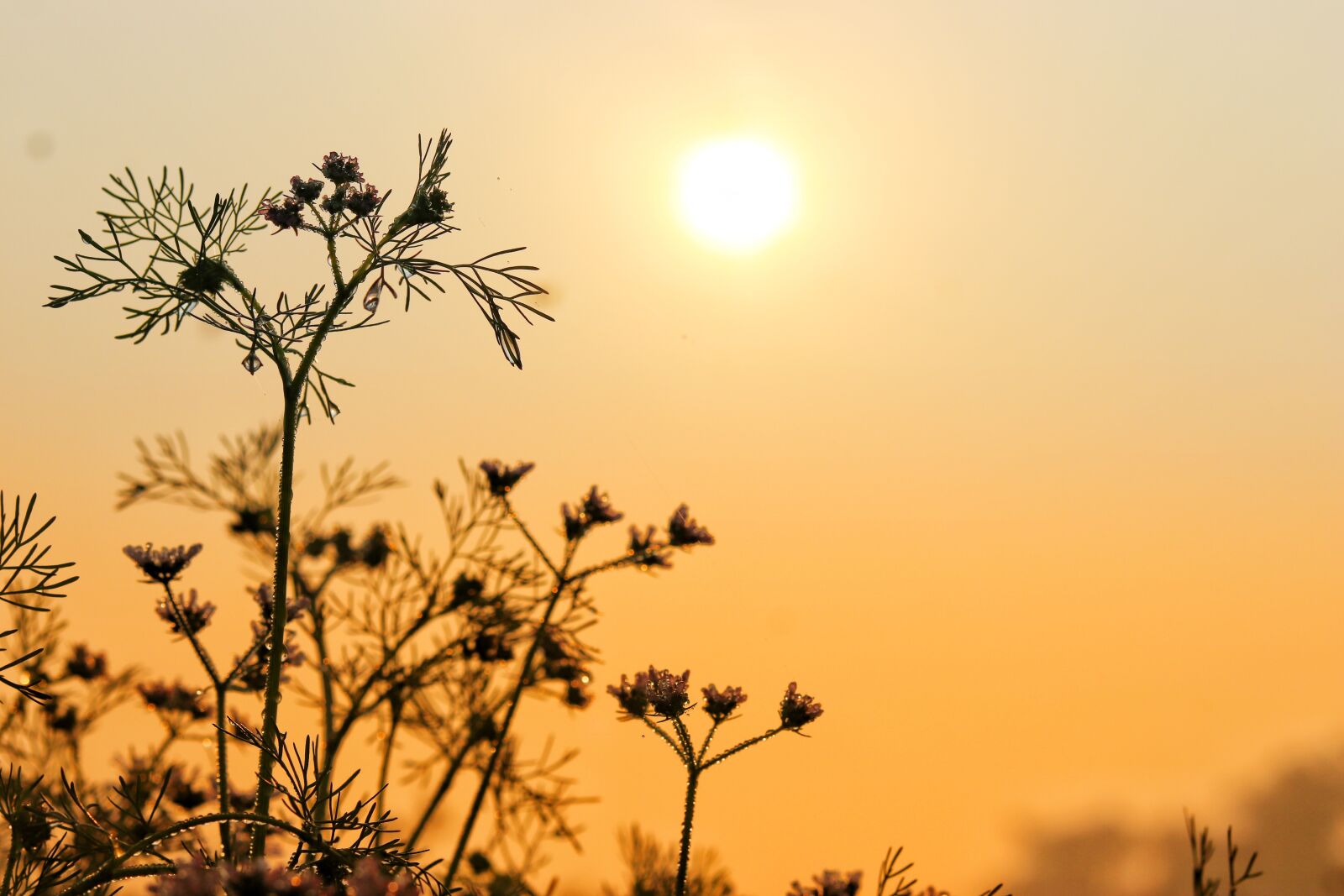 Canon EOS 77D (EOS 9000D / EOS 770D) + Canon EF 50mm F1.8 STM sample photo. Sunrise, morning, flower photography