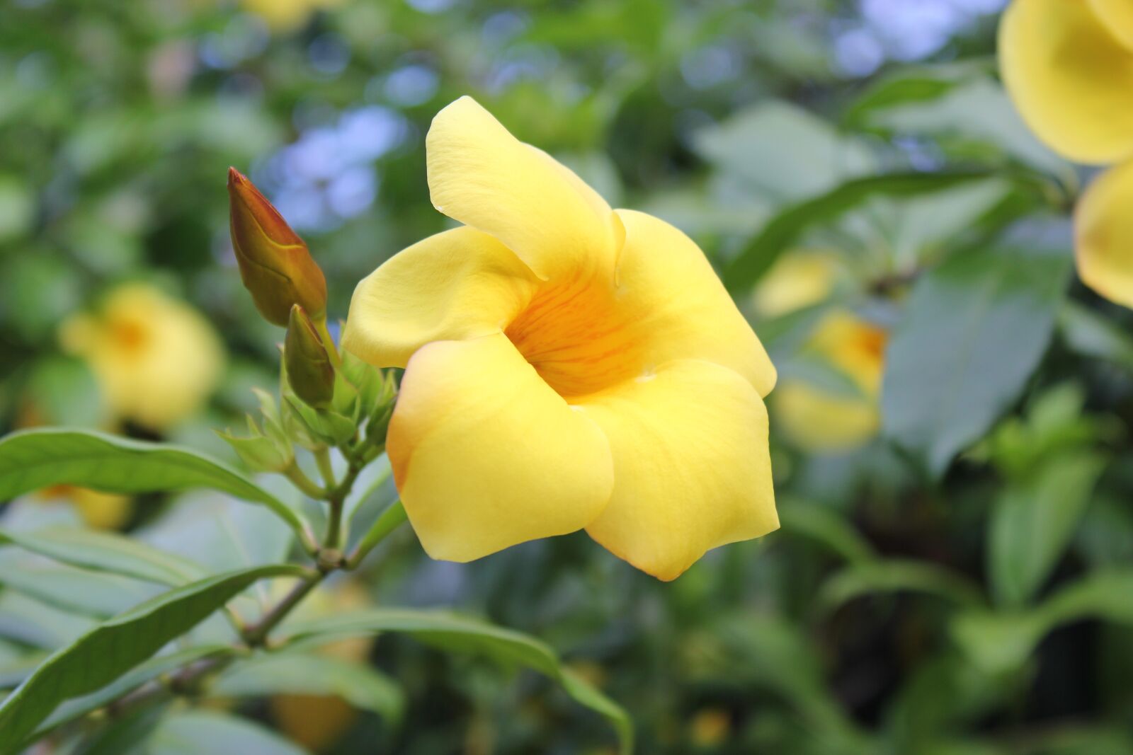Canon EOS 550D (EOS Rebel T2i / EOS Kiss X4) sample photo. Yellow allamanda, allamanda cathartica photography