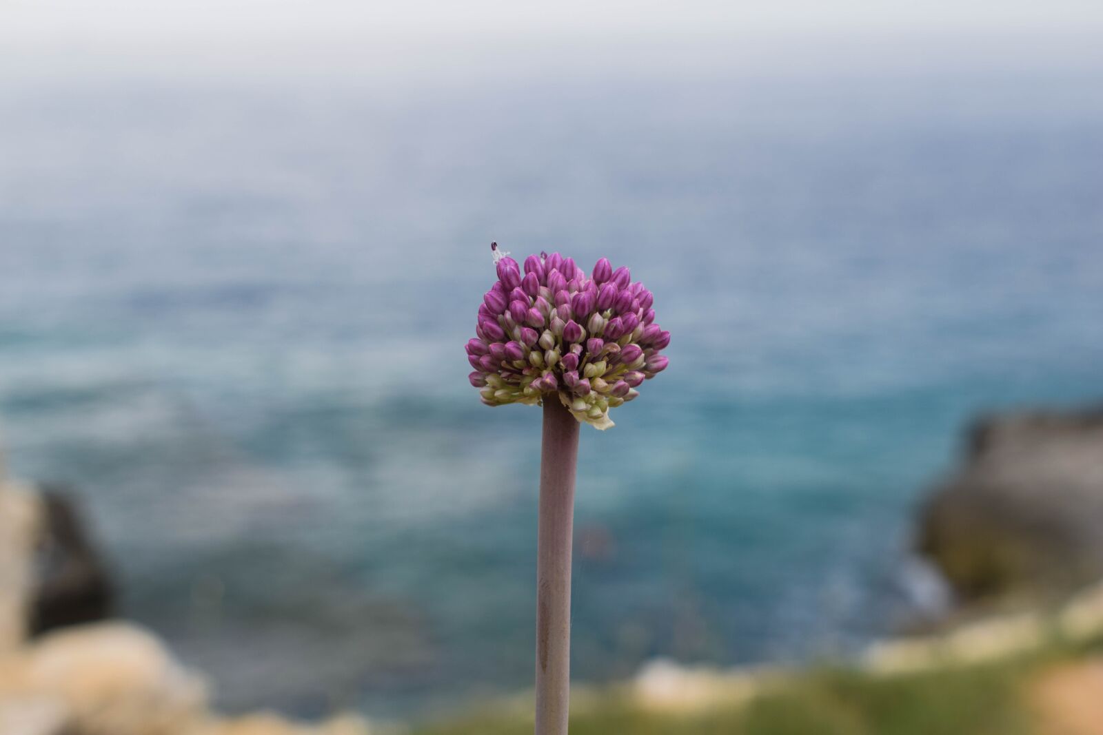 Nikon D3300 sample photo. Flower, the sea of photography
