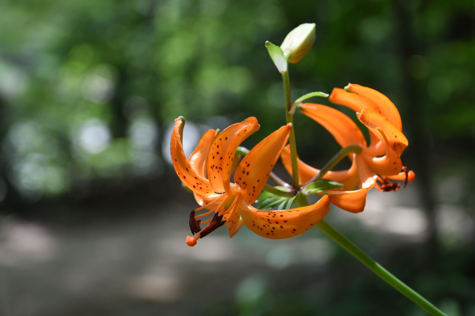 Nikon D7200 sample photo. Wildflower, mountain, horse naira photography