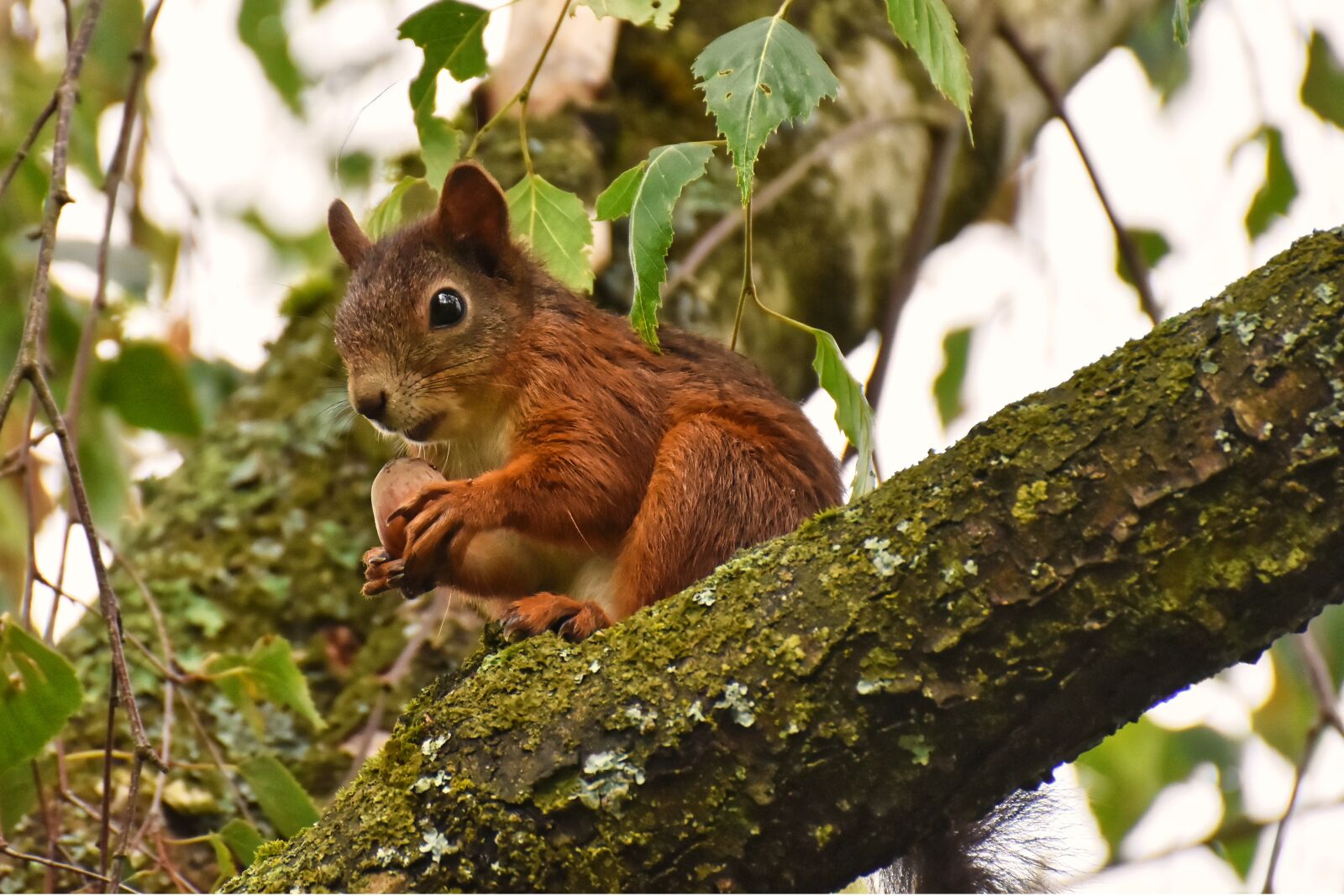Nikon D7200 sample photo. Squirrel, nager, cute photography
