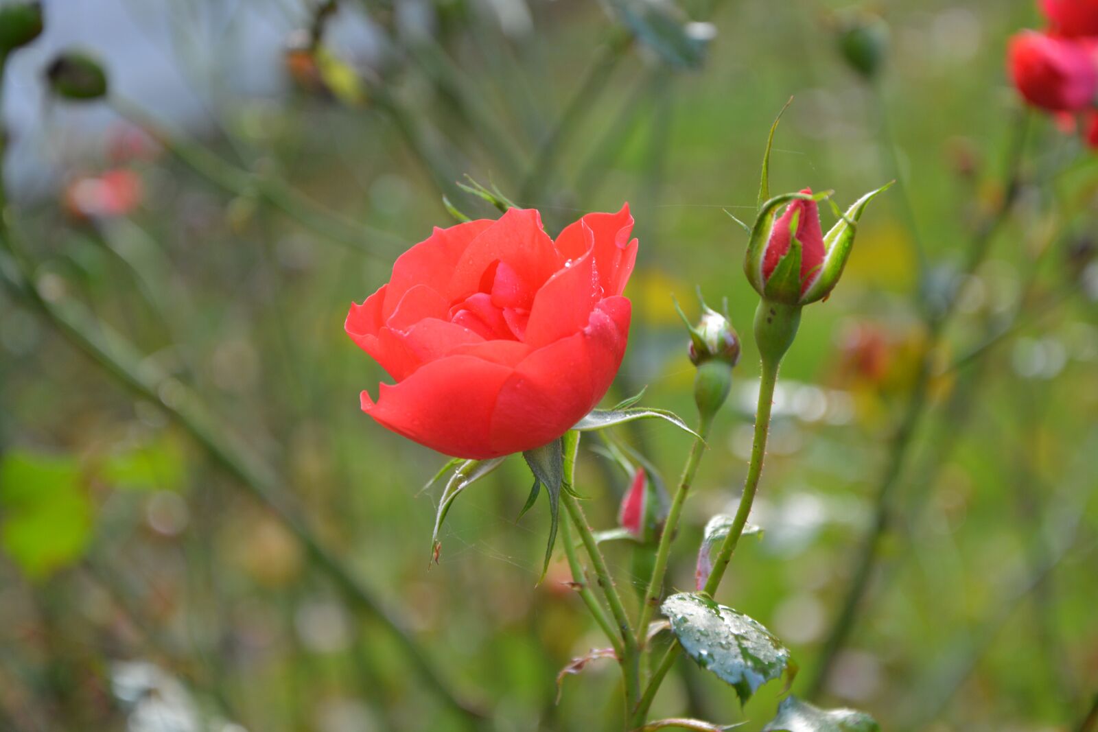 Nikon D5200 sample photo. Pink, buttons roses, red photography