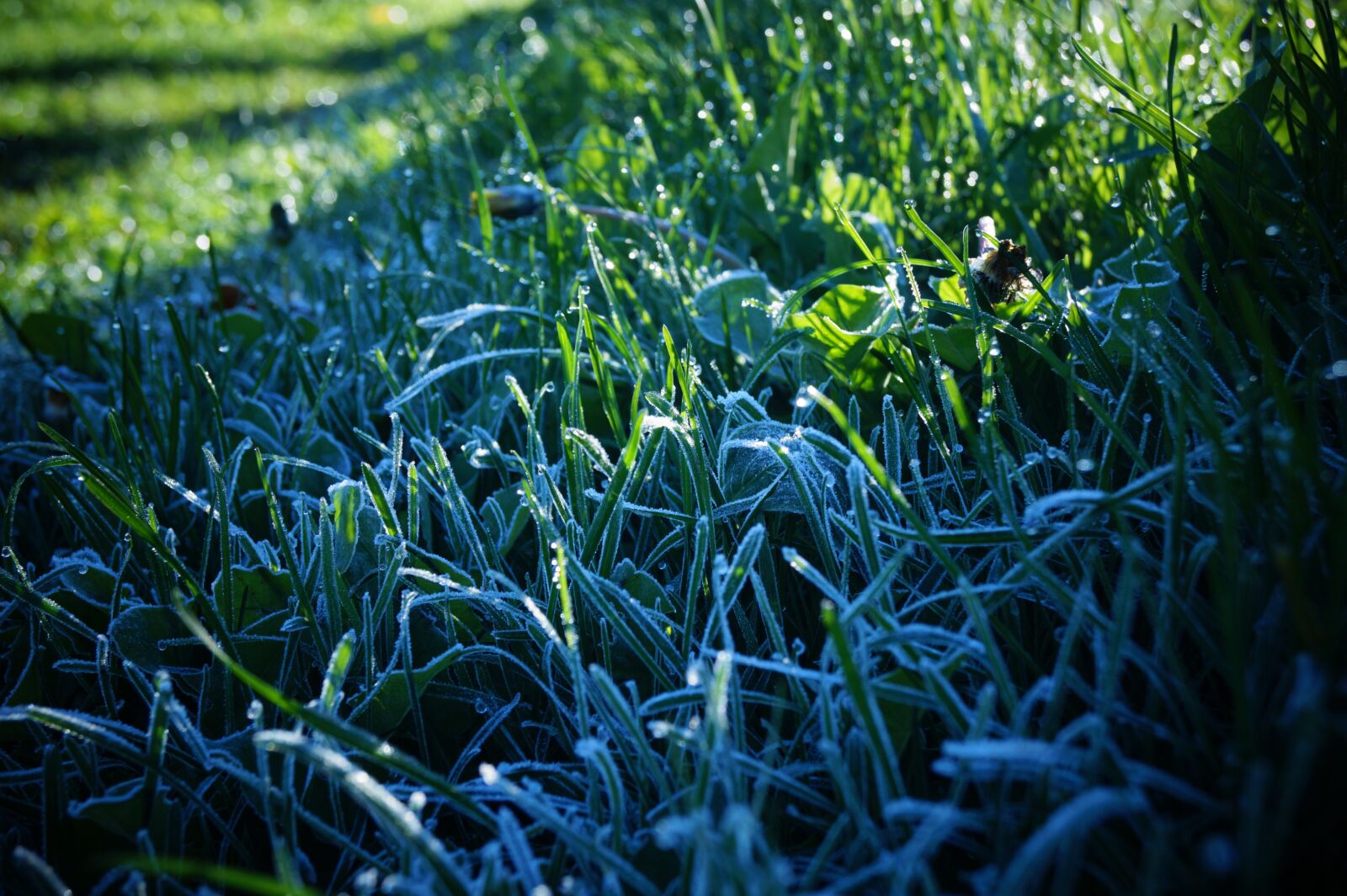 Sony DT 18-55mm F3.5-5.6 SAM II sample photo. Morning frost, grass, magic photography